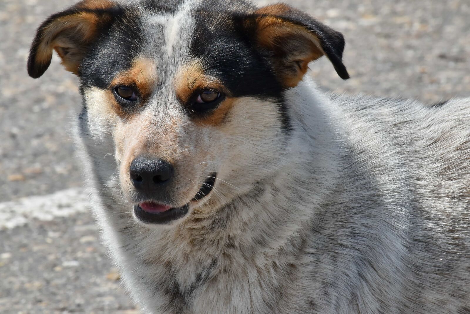 Nikon D5500 sample photo. Shepherd dog, dog, canine photography