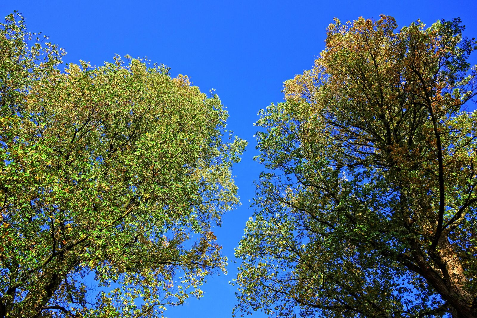 Sony Cyber-shot DSC-RX100 sample photo. Trees, treetops, foliage photography