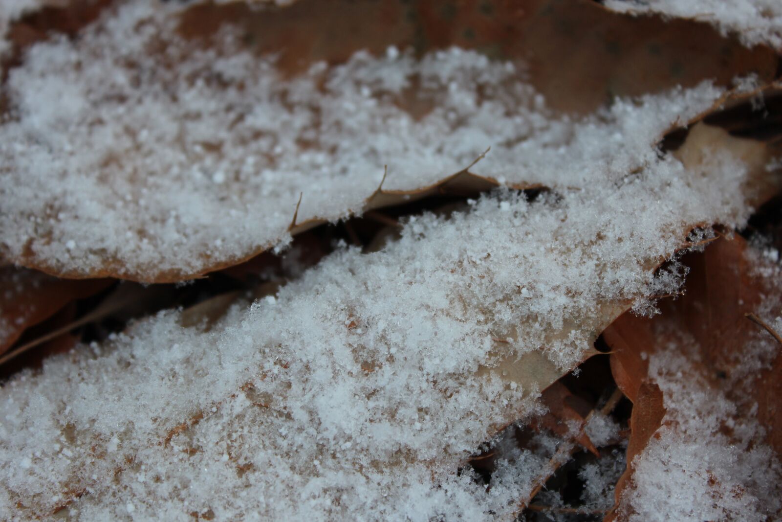 Canon EOS 600D (Rebel EOS T3i / EOS Kiss X5) sample photo. Nature, decision, frost photography