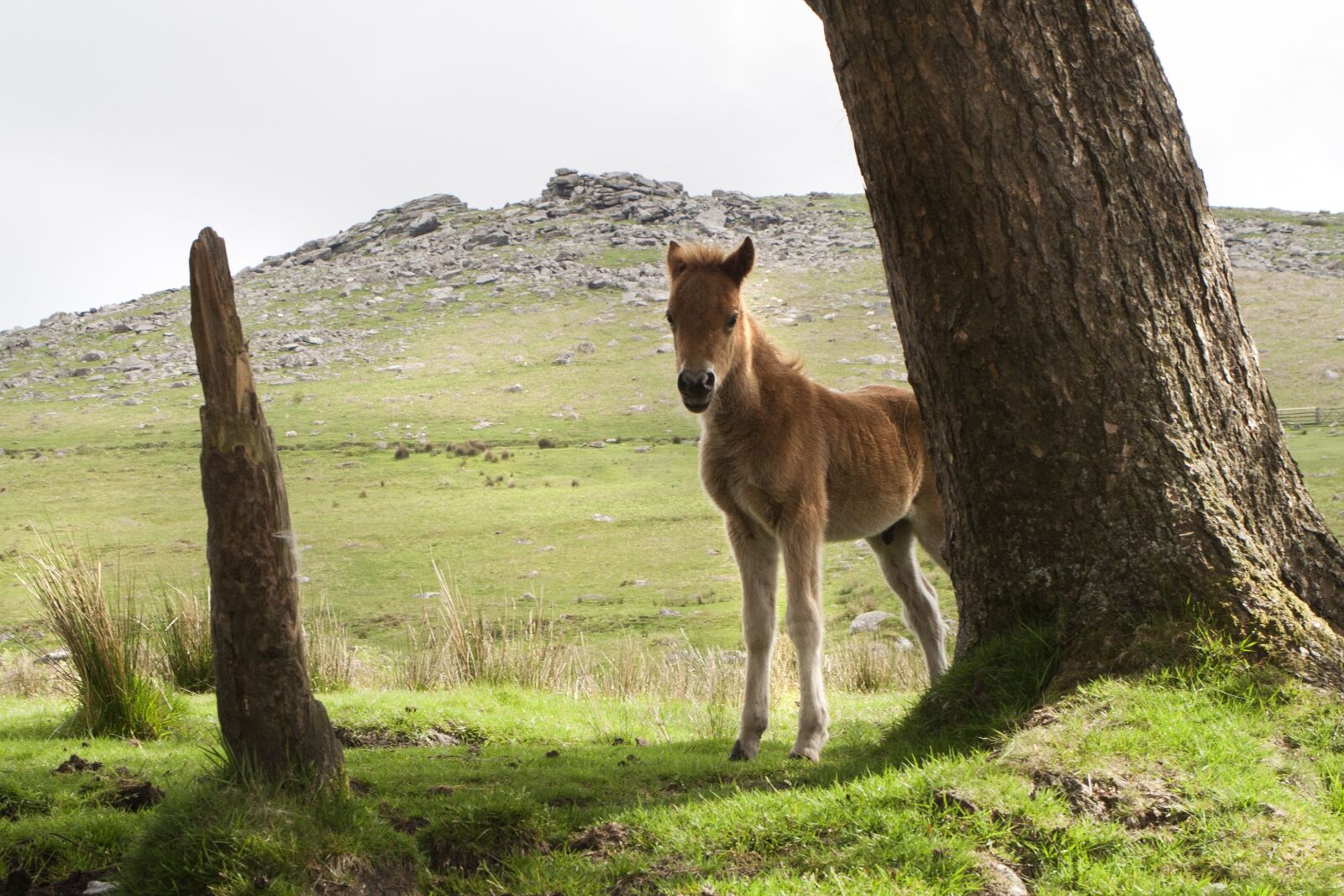 Canon EOS 350D (EOS Digital Rebel XT / EOS Kiss Digital N) sample photo. Dartmoor, pony, horse photography