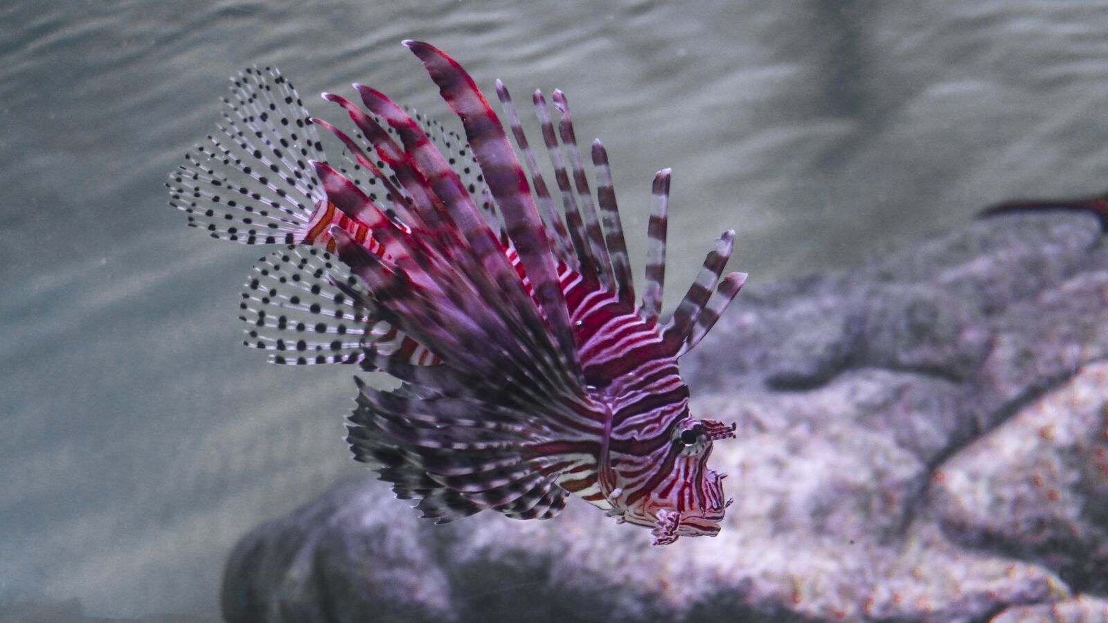 Panasonic Lumix DMC-LX7 sample photo. Lion fish, fish, aquarium photography