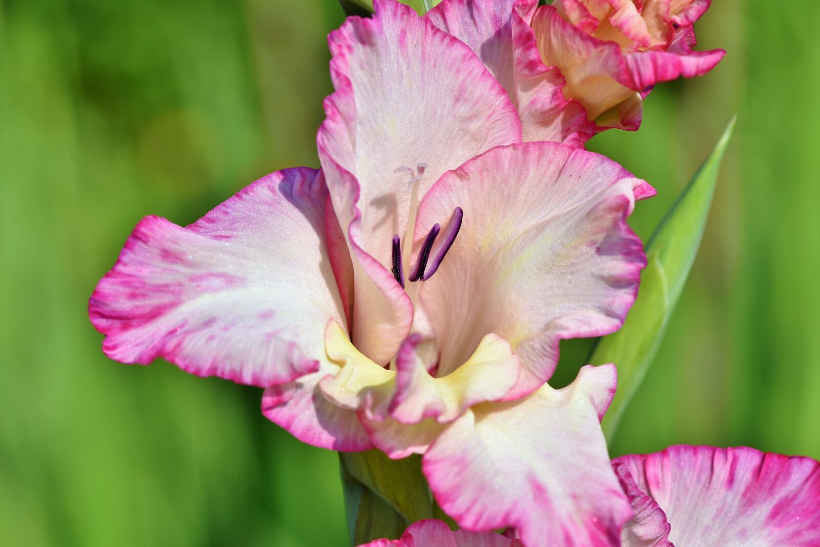 Nikon D7200 sample photo. Gladiolus, gladidus, butterfly greenhouse photography