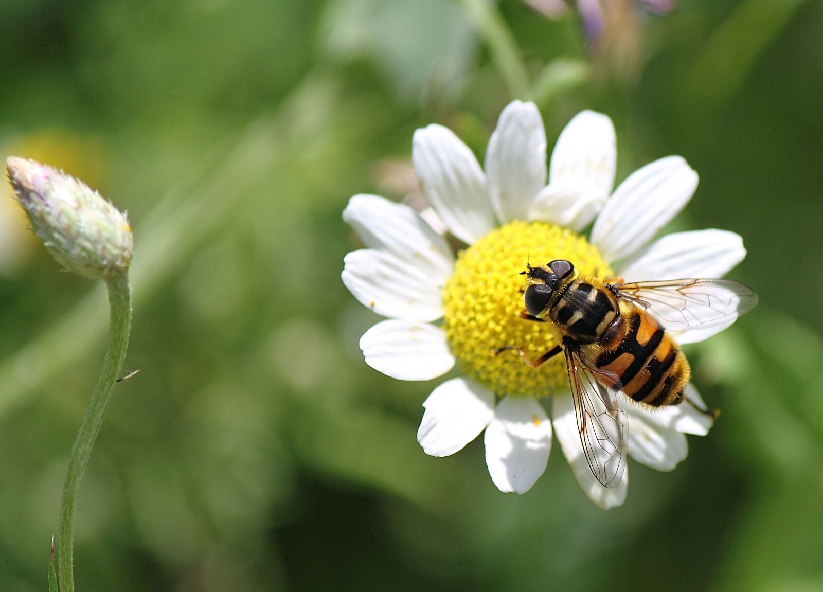 Canon EOS 500D (EOS Rebel T1i / EOS Kiss X3) sample photo. Hoverfly, insect, macro photography