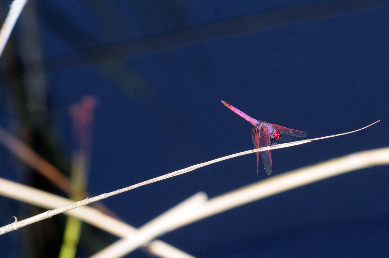 Nikon D300 sample photo. Dragonfly, pond, insect photography