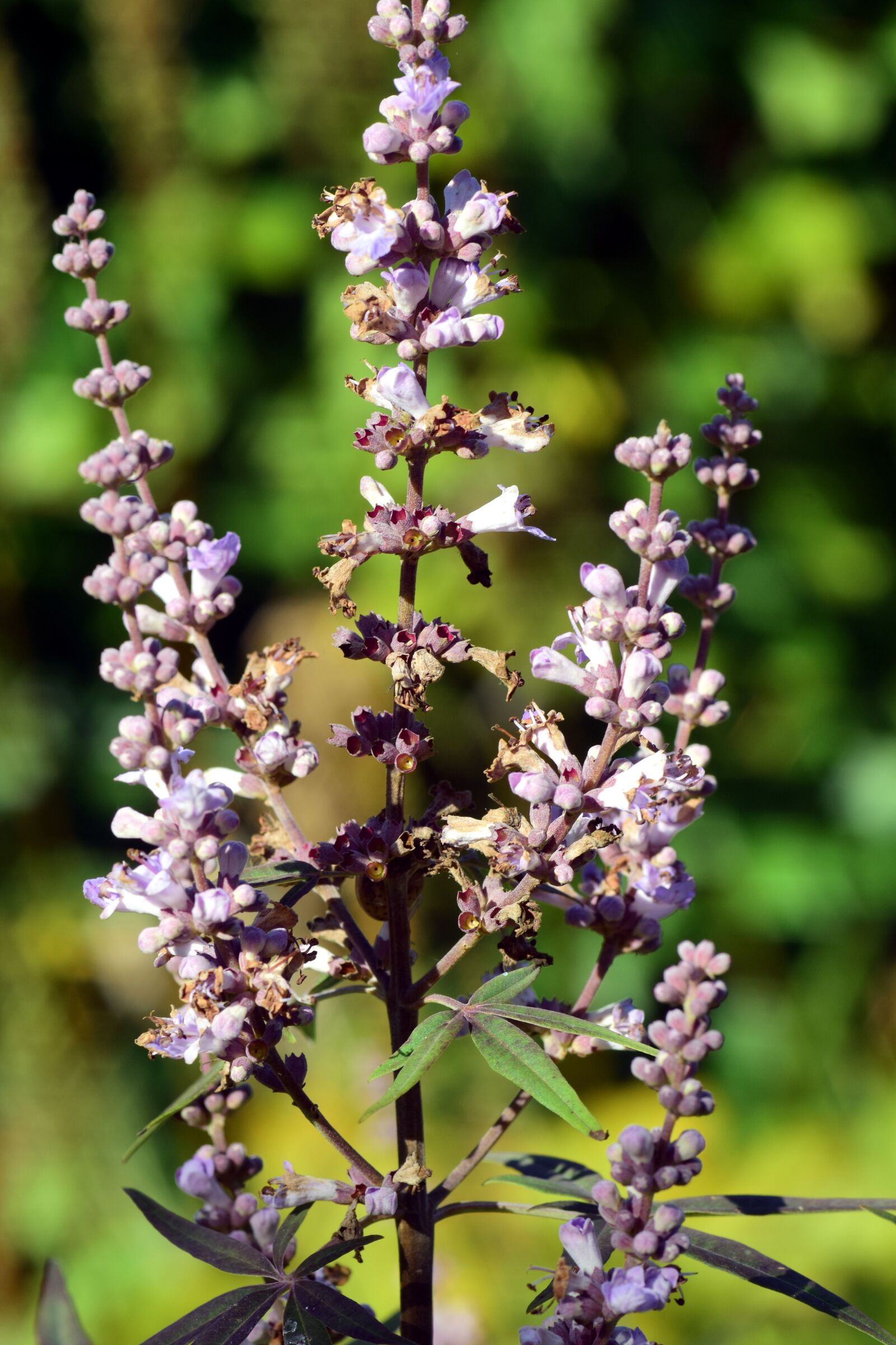 Nikon D3300 sample photo. Monk pepper, agnus castus photography