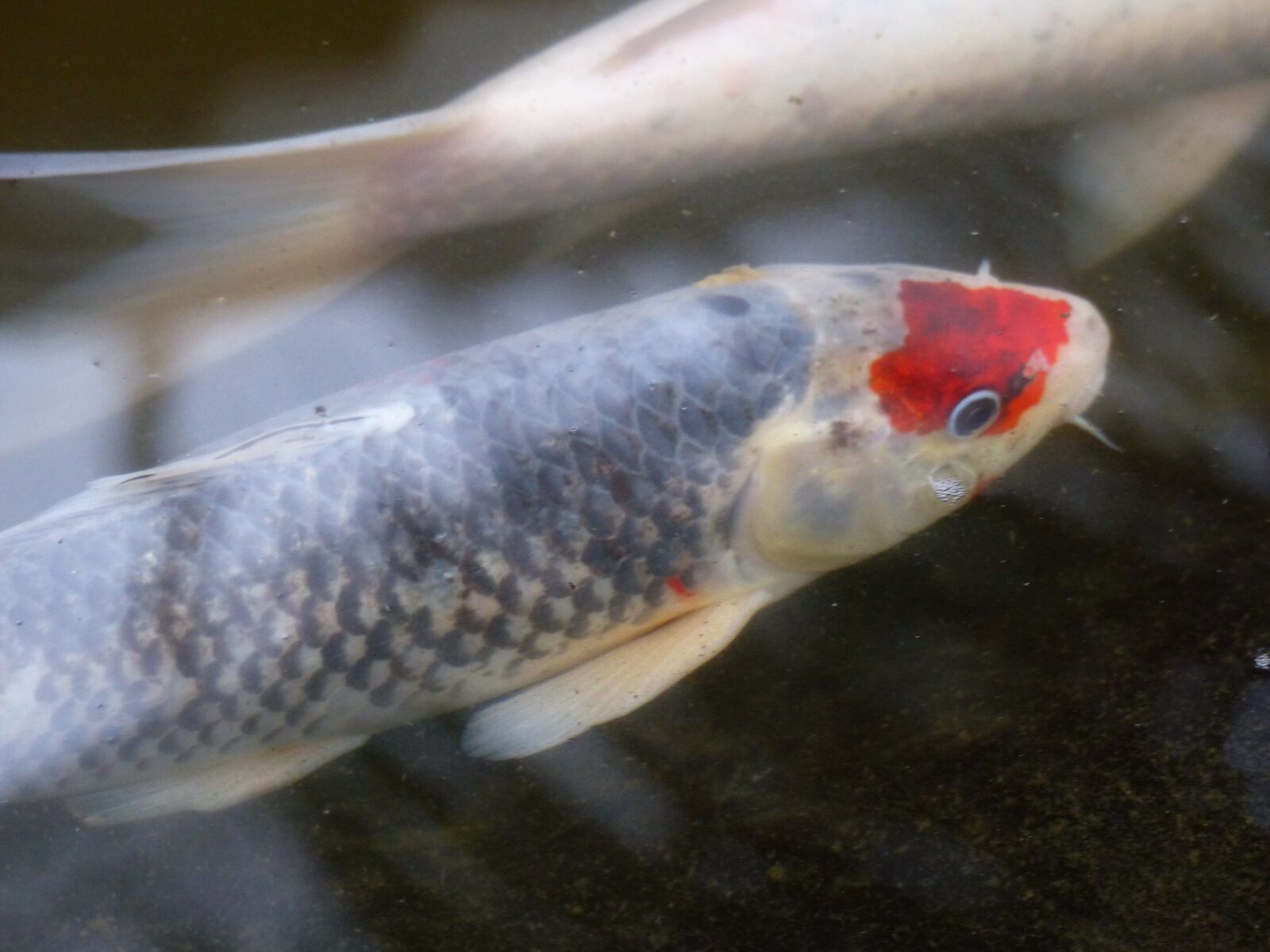 Panasonic Lumix DMC-FZ200 sample photo. Fish, red, koi photography