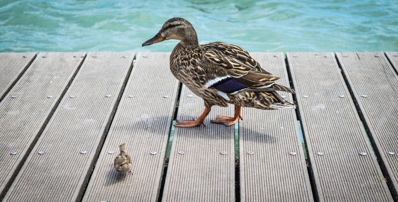Nikon D3200 sample photo. Mallard, water, duck photography