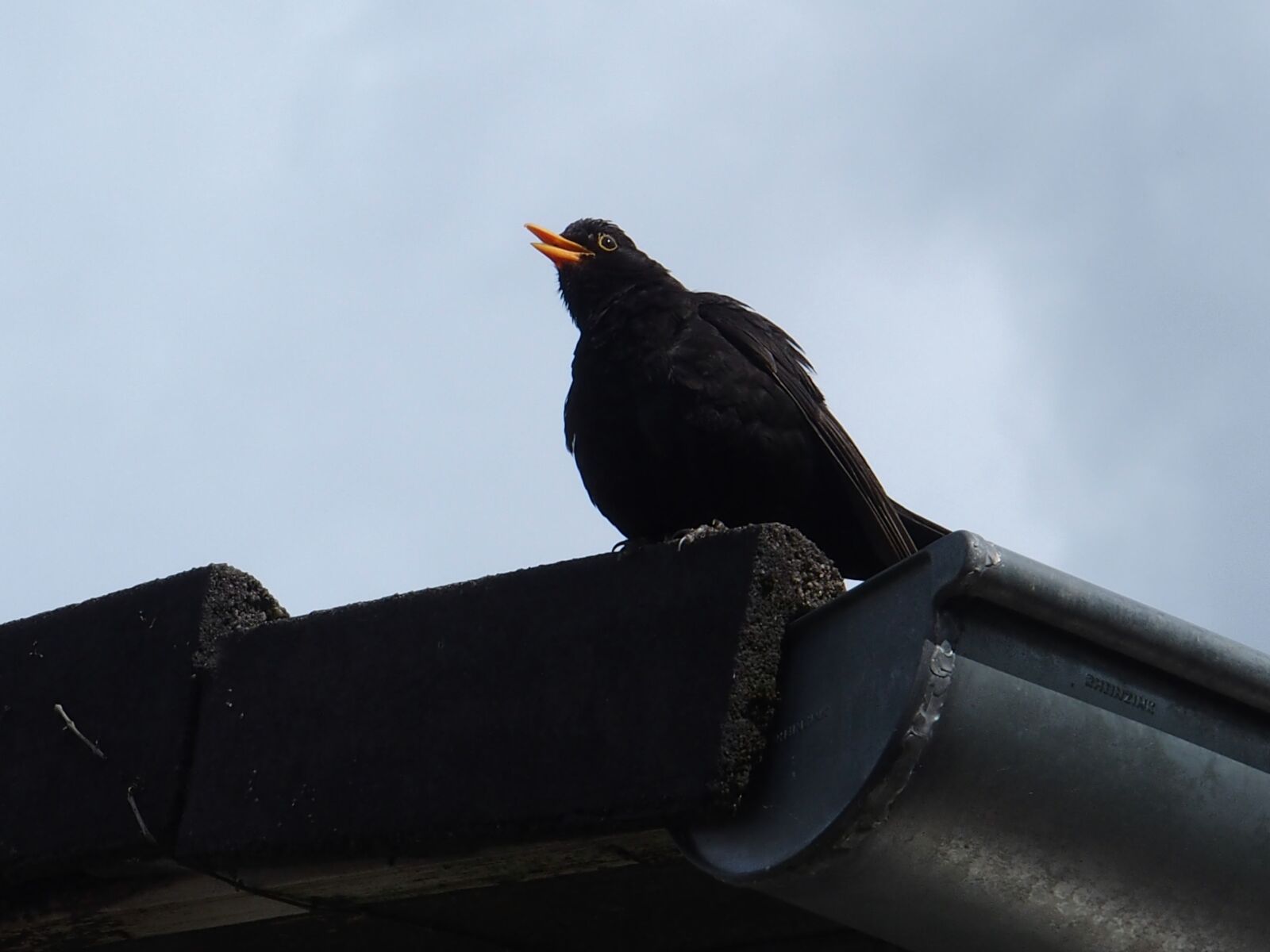 Olympus STYLUS1,1s sample photo. Blackbird whistles from roof photography