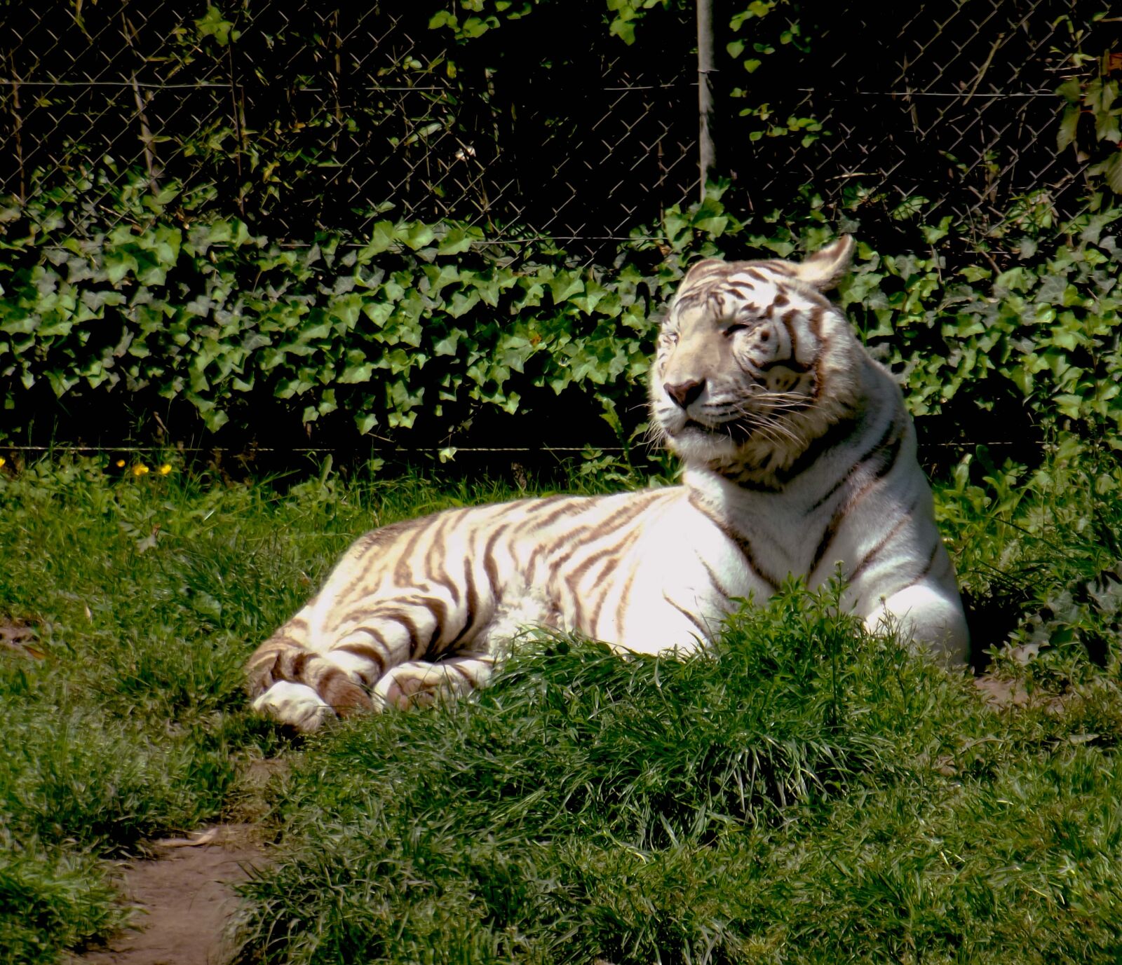 Fujifilm FinePix S2995 sample photo. Tiger, white, feline photography
