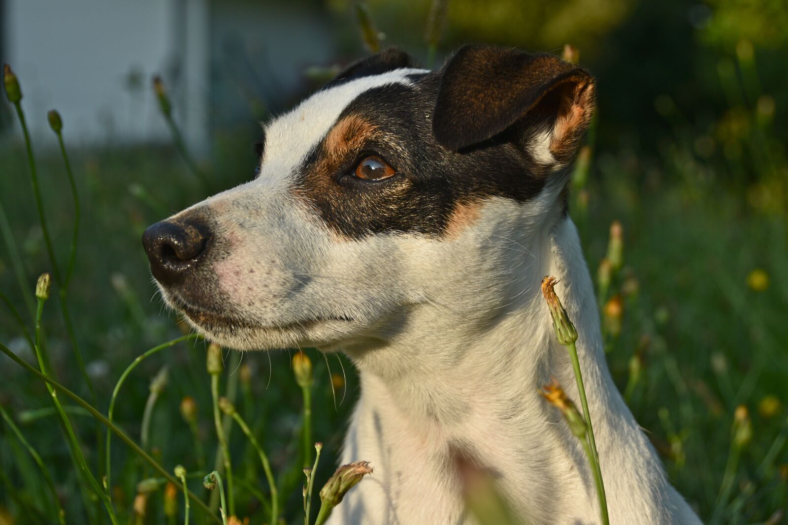 Nikon D5600 sample photo. Jack russel, terrier, dog photography