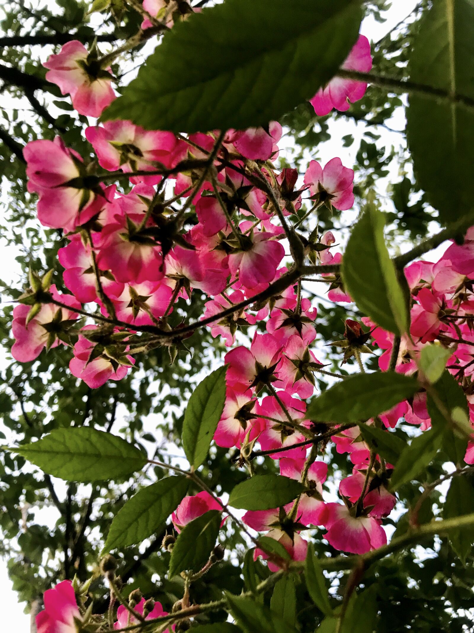 Apple iPhone 7 sample photo. Rose, pink american pillar photography