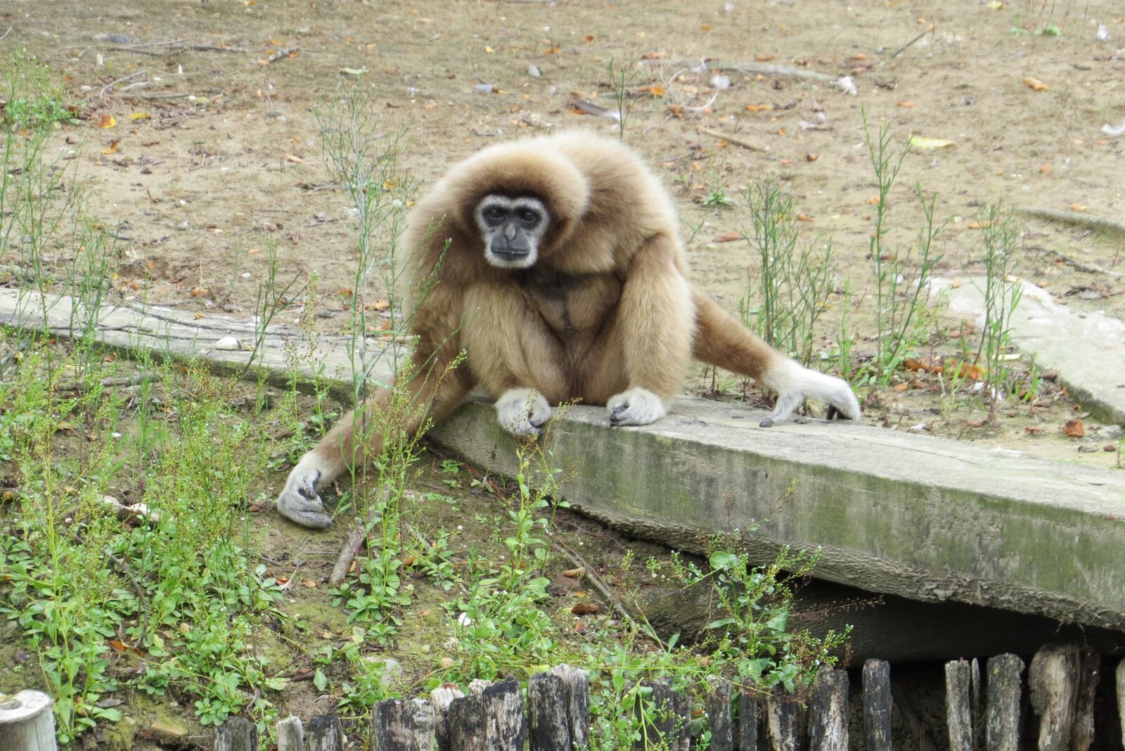 Canon PowerShot SX50 HS sample photo. Monkey, nature, animal photography