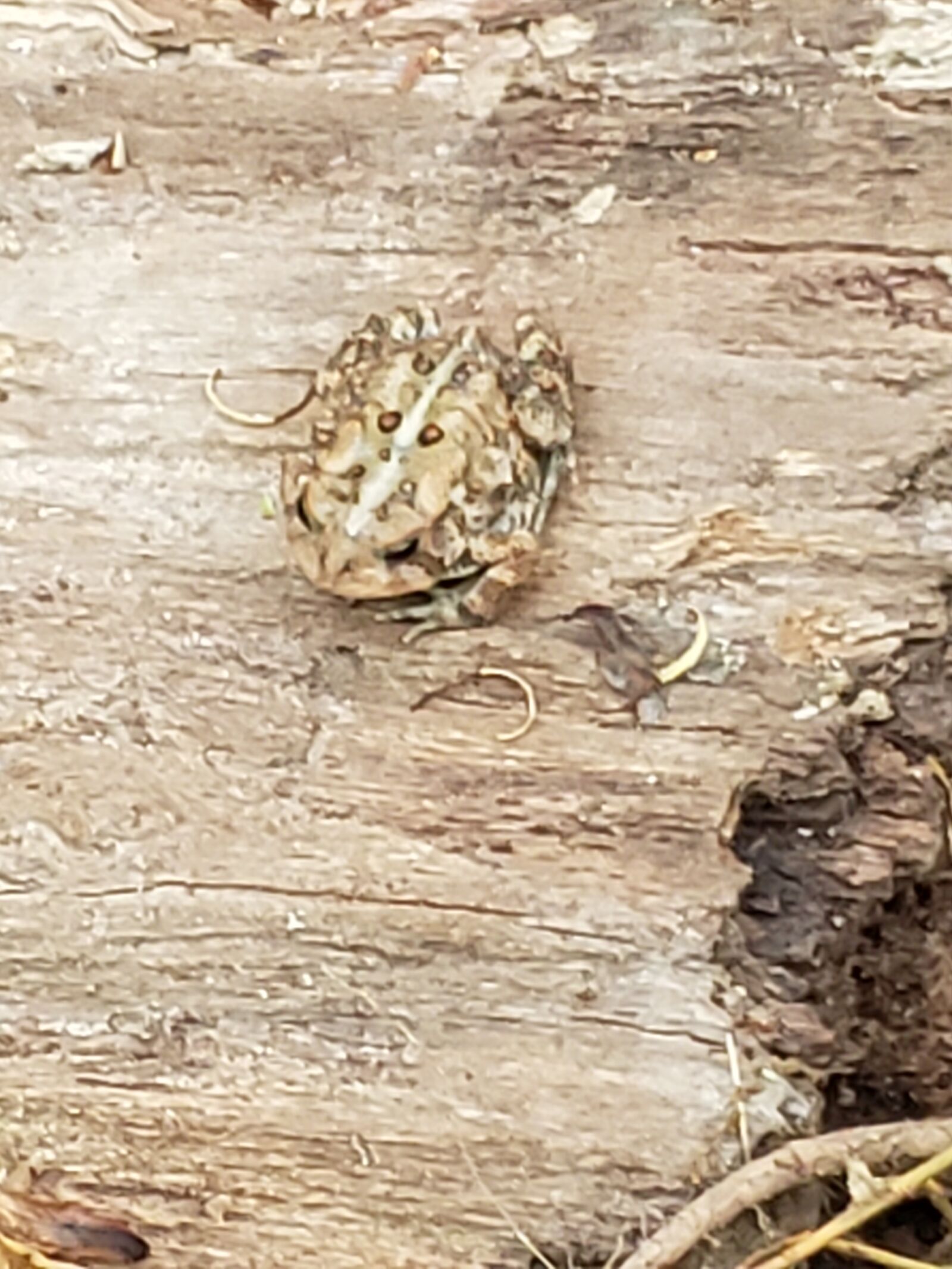 Samsung Galaxy Note9 sample photo. Frog, nature, amphibian photography