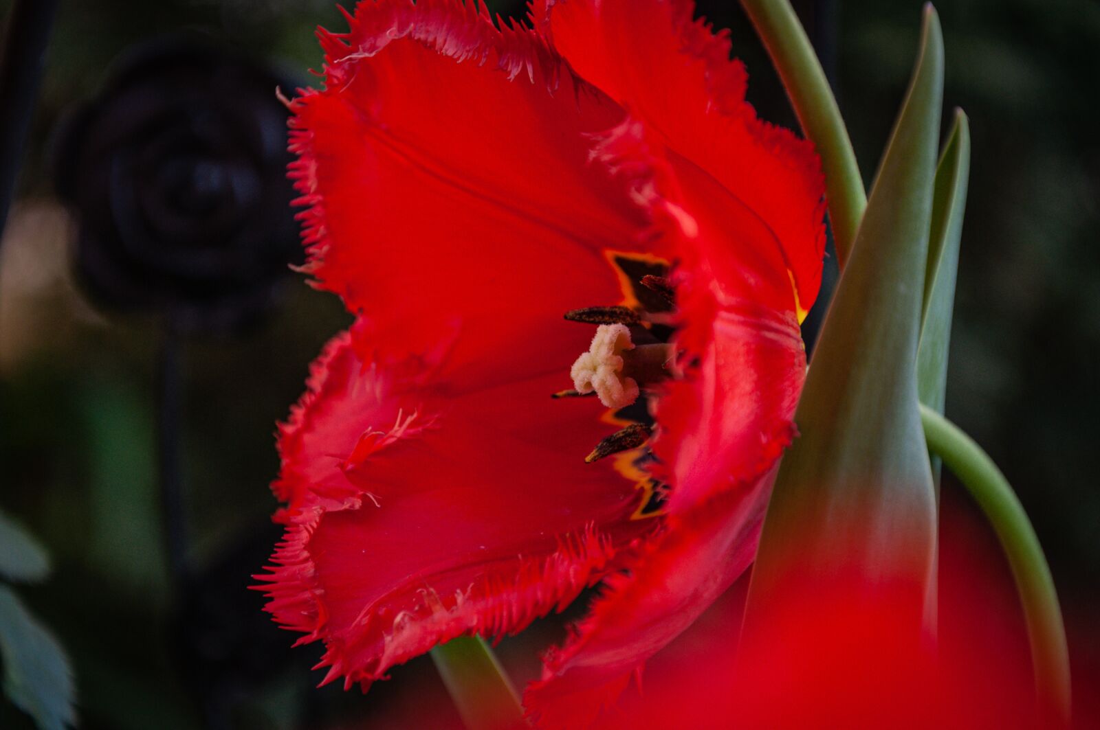 Nikon D90 sample photo. Red, flower, rose photography