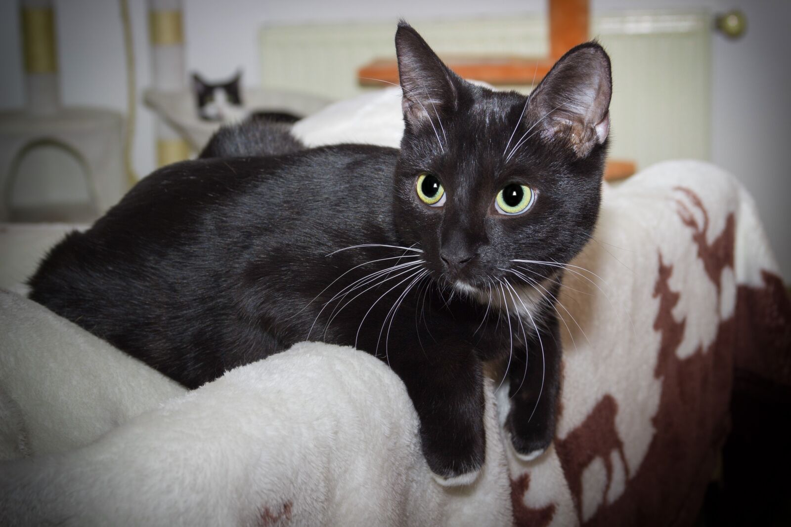 Canon EOS 600D (Rebel EOS T3i / EOS Kiss X5) sample photo. Cat, domestic cat, black photography