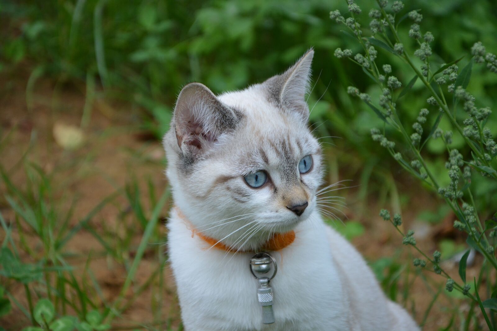 Nikon D5200 sample photo. Cat, pussy, kitten photography