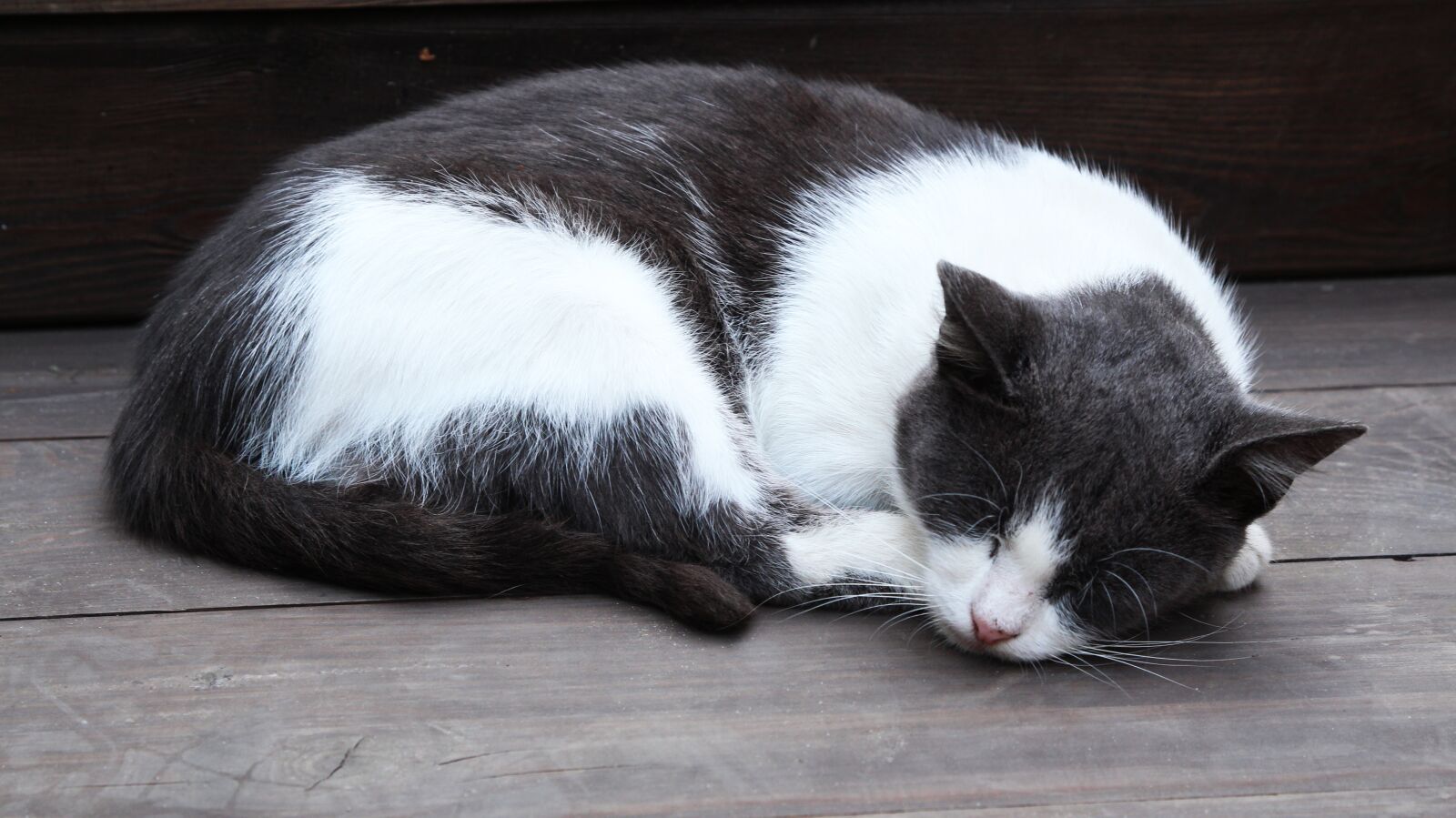 Tamron SP AF 17-50mm F2.8 XR Di II LD Aspherical (IF) sample photo. Cat, animal, animals photography