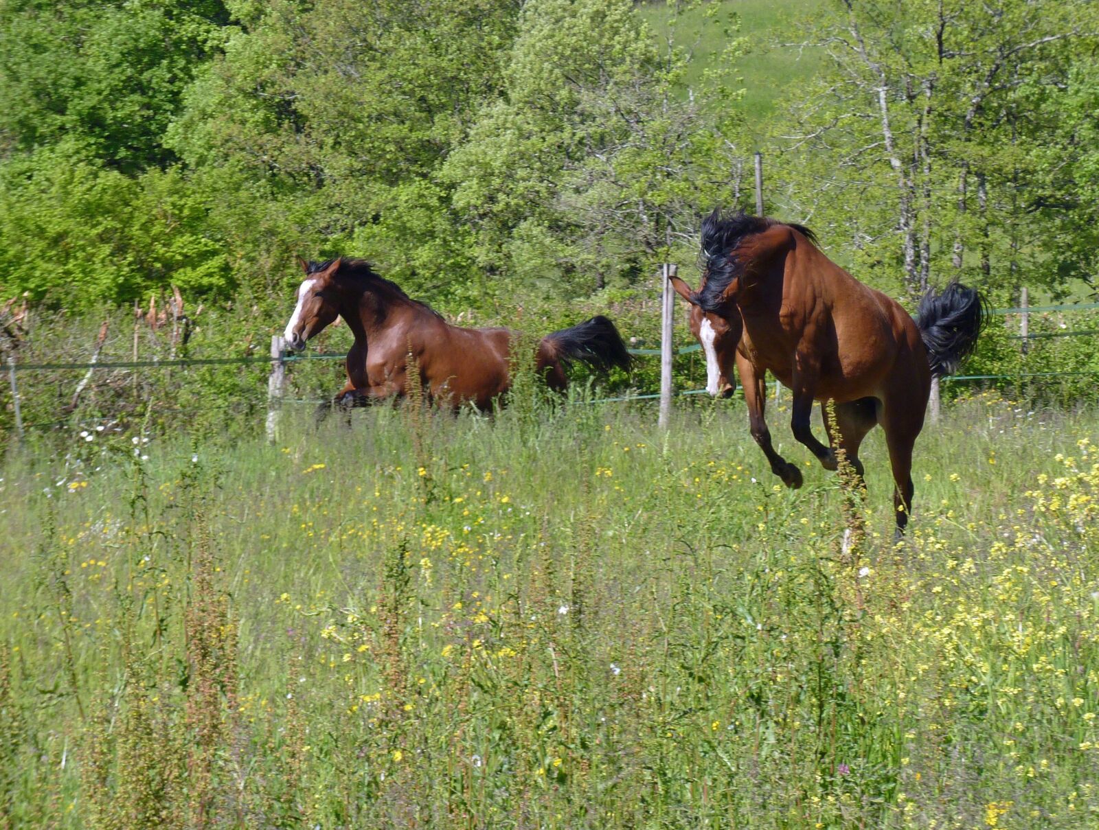 Panasonic Lumix DMC-FZ35 (Lumix DMC-FZ38) sample photo. Horse, pure arab blood photography