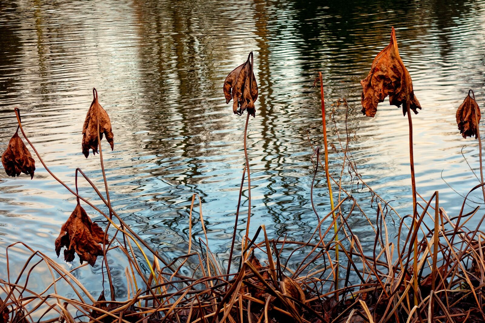 Sony Cyber-shot DSC-RX100 sample photo. Dead plants, withered, dried photography