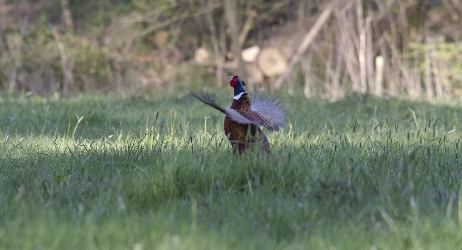 Canon EOS 7D sample photo. Pheasant, bird, birds photography
