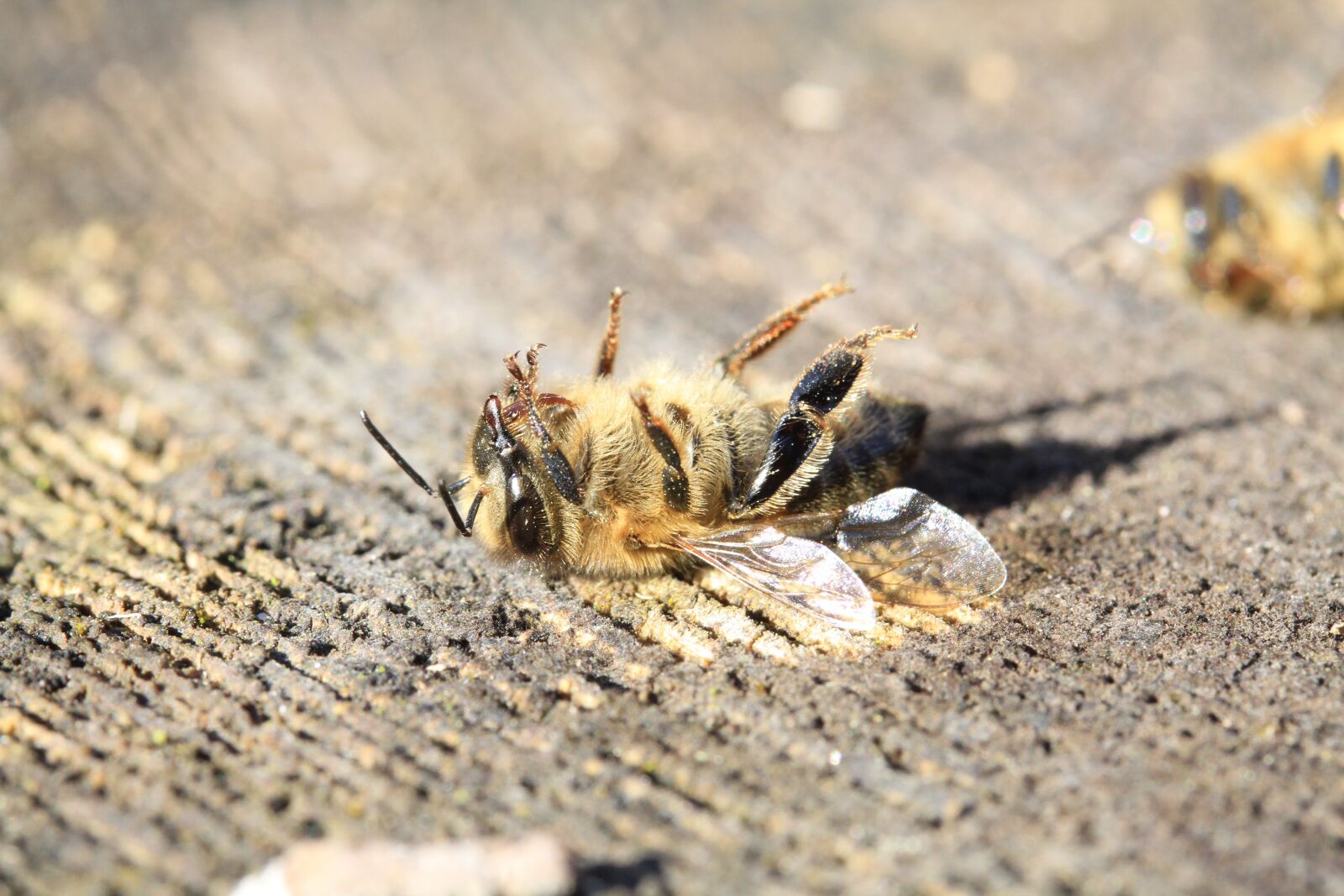 Canon EOS 7D sample photo. Bee, dead, pesticide photography