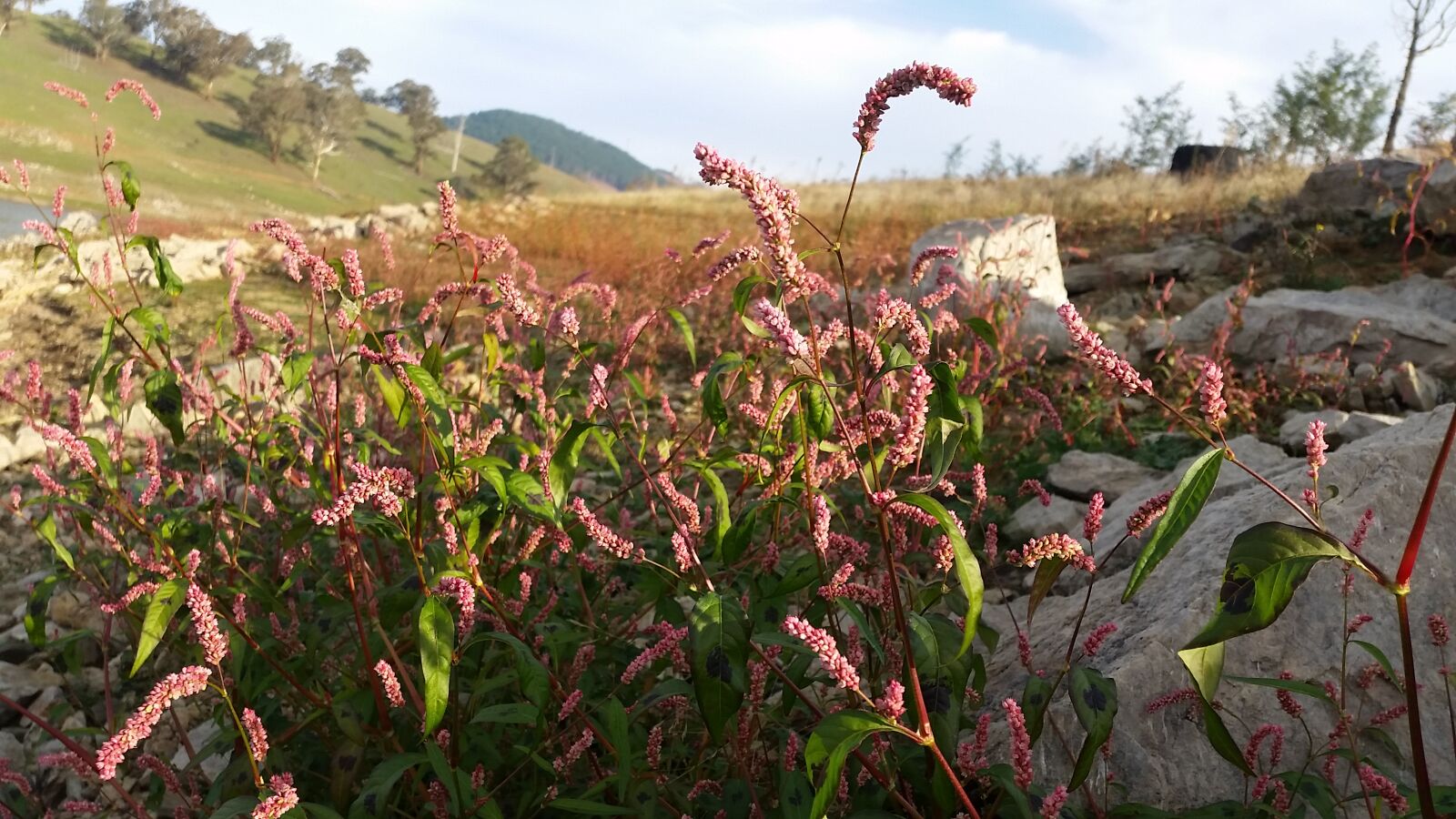 Samsung Galaxy S5 sample photo. Flower, grass, rocks, sky photography