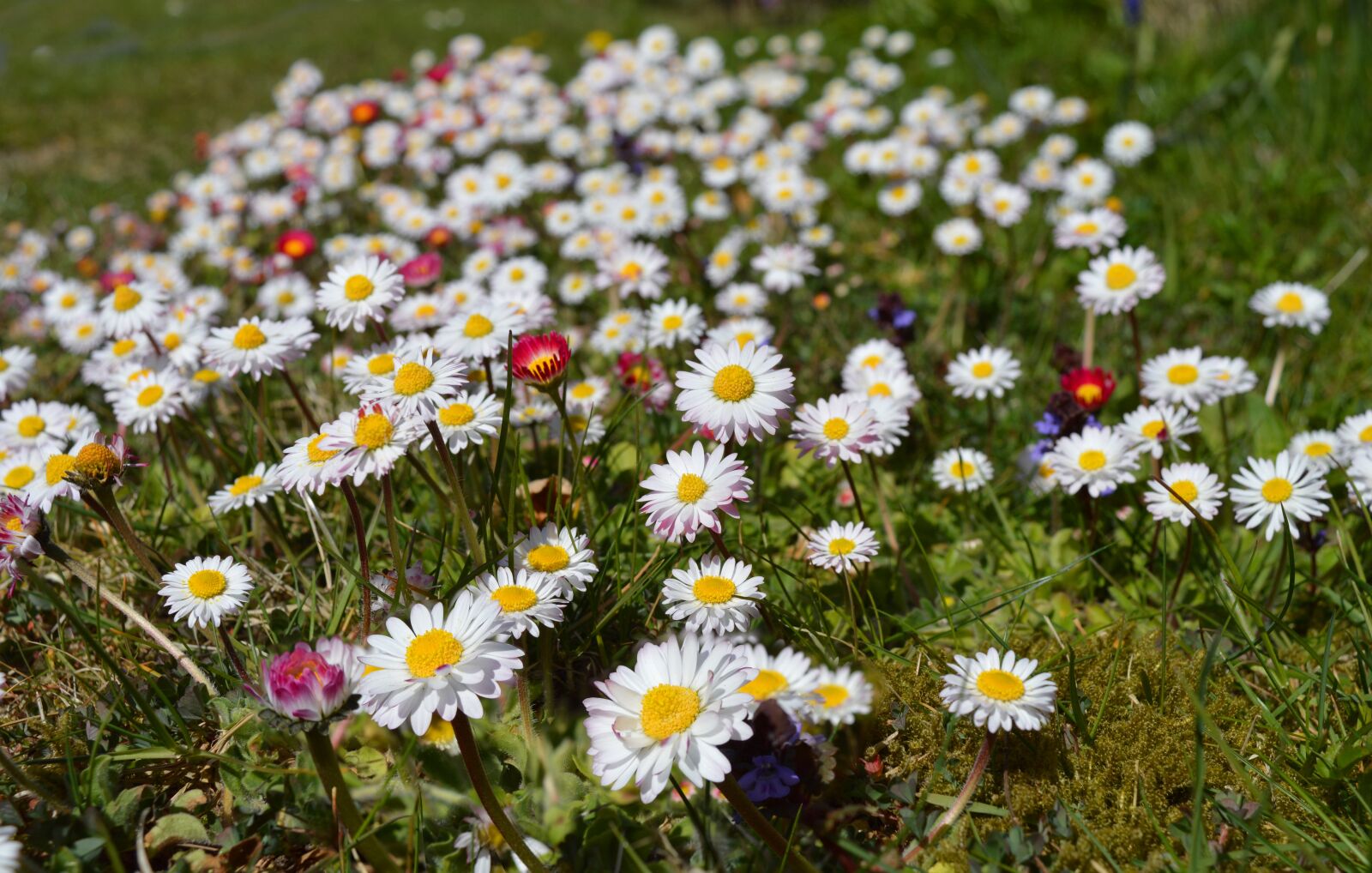 Nikon D3200 sample photo. Daisy, meadow, tausendschön photography