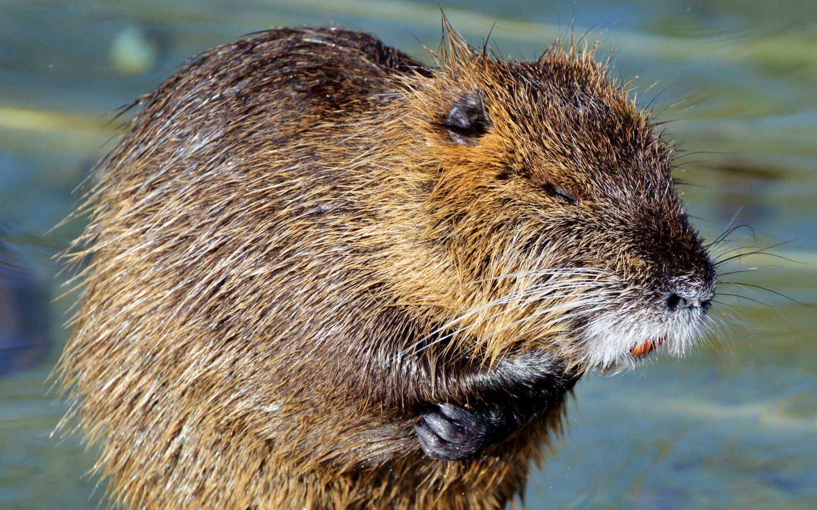 Nikon D3200 sample photo. Nutria, rodent, water rat photography