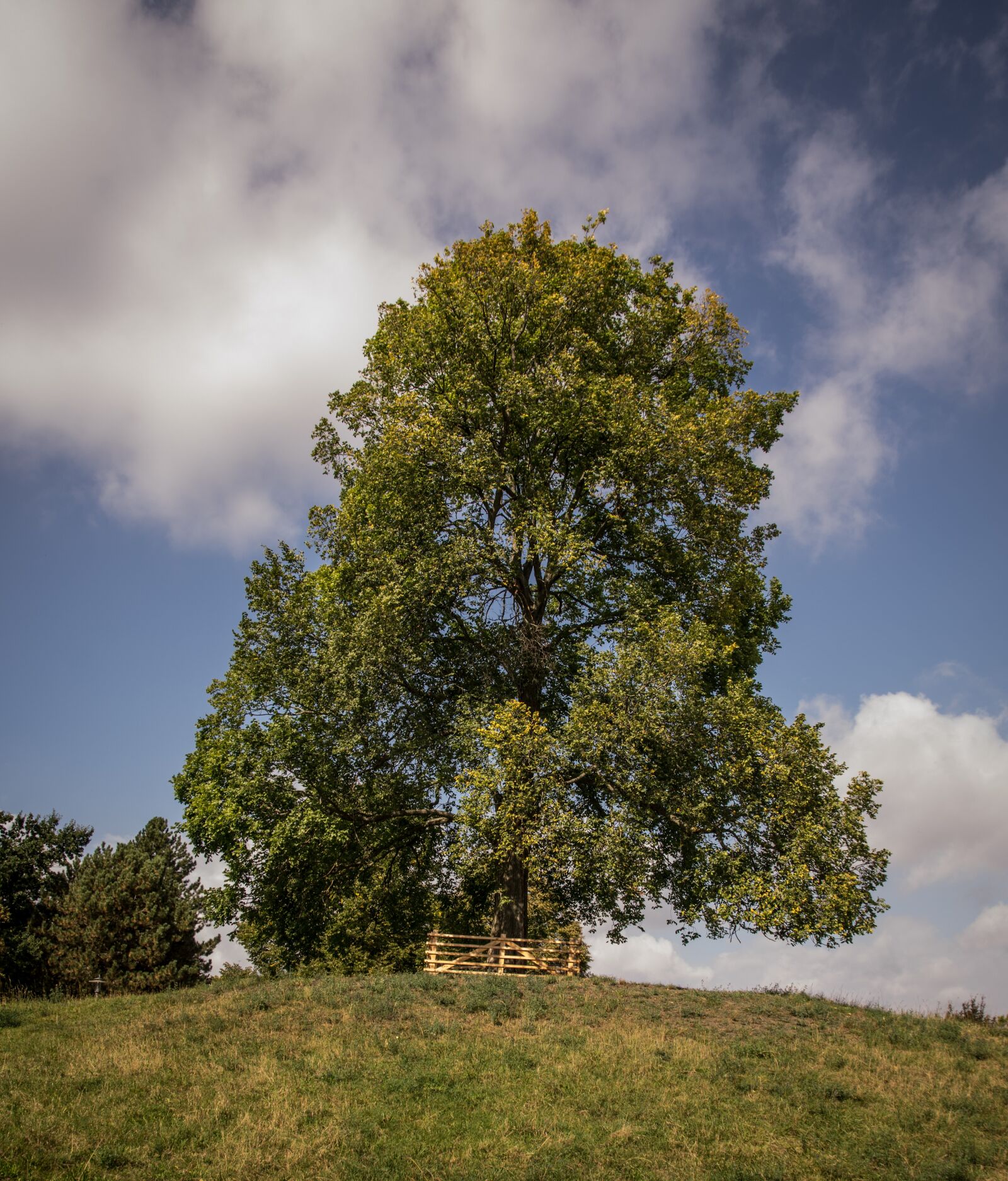 Pentax K-3 sample photo. Tree, hill, landscape photography