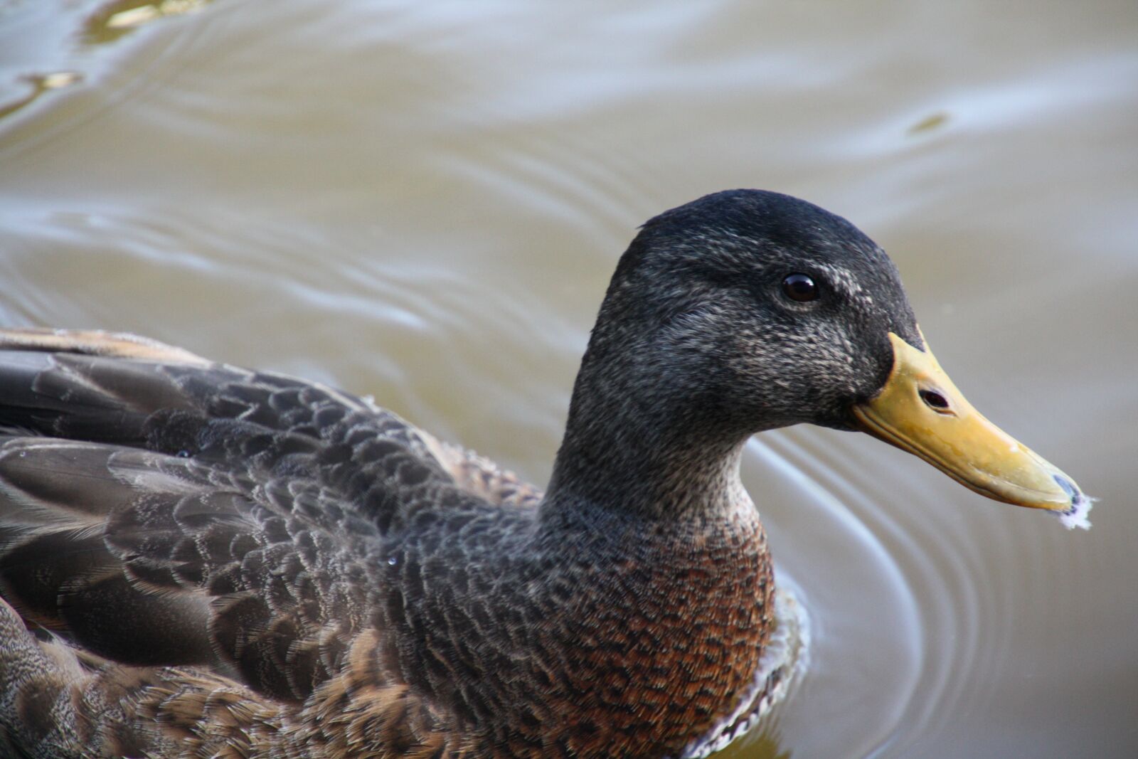 Canon EOS 450D (EOS Rebel XSi / EOS Kiss X2) sample photo. Duck, bird, nature photography