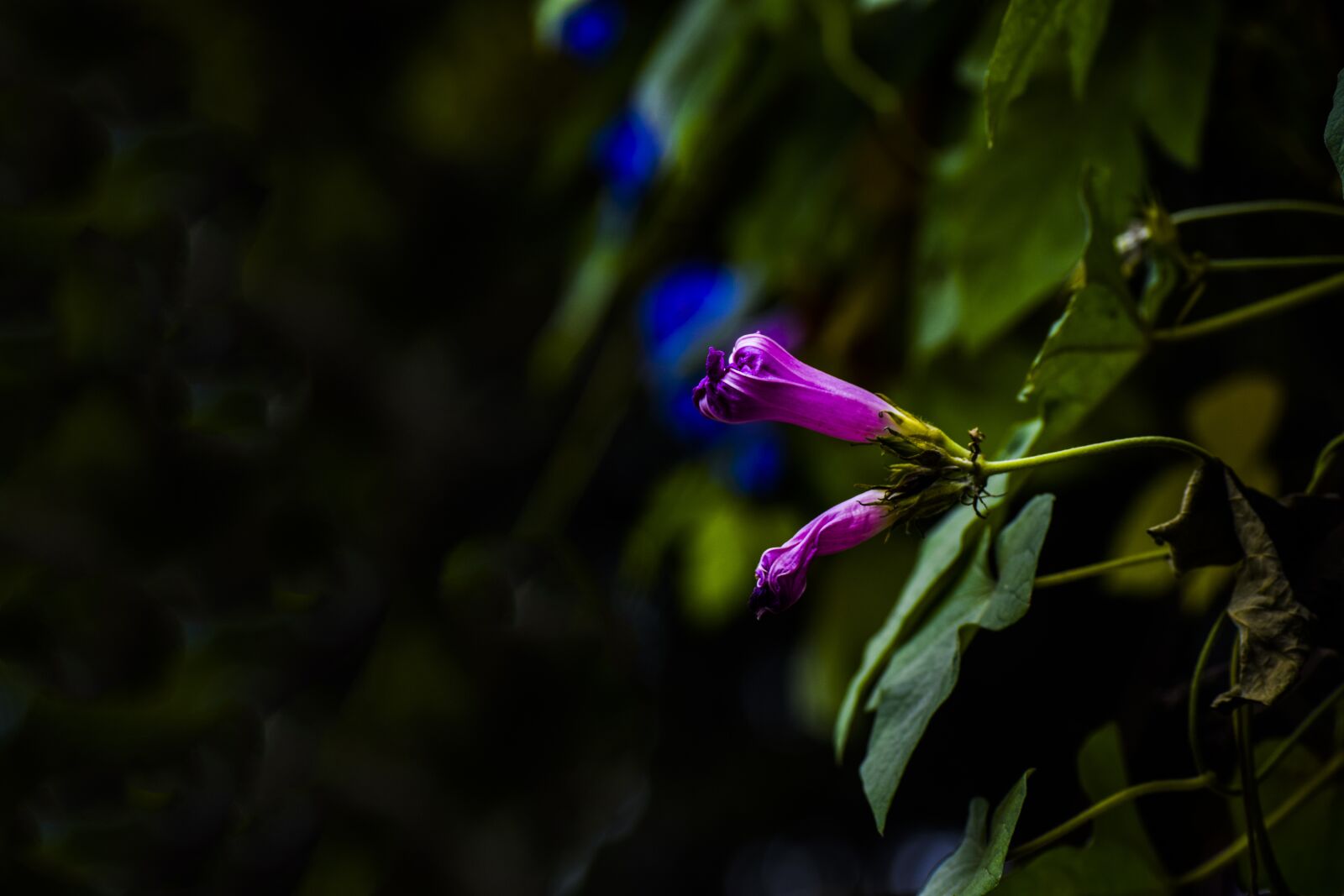 Nikon D3300 sample photo. Flowers, flora, spring photography
