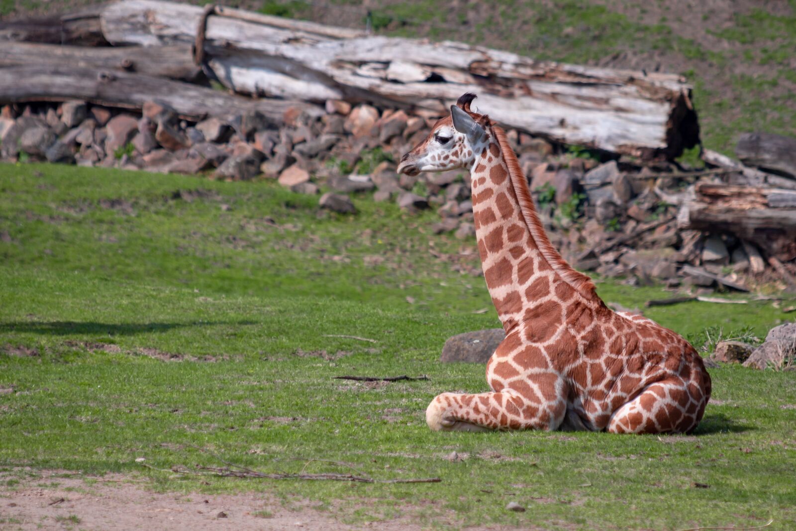 Canon EF 70-300 F4-5.6 IS II USM sample photo. Giraffe, giraffe young, africa photography