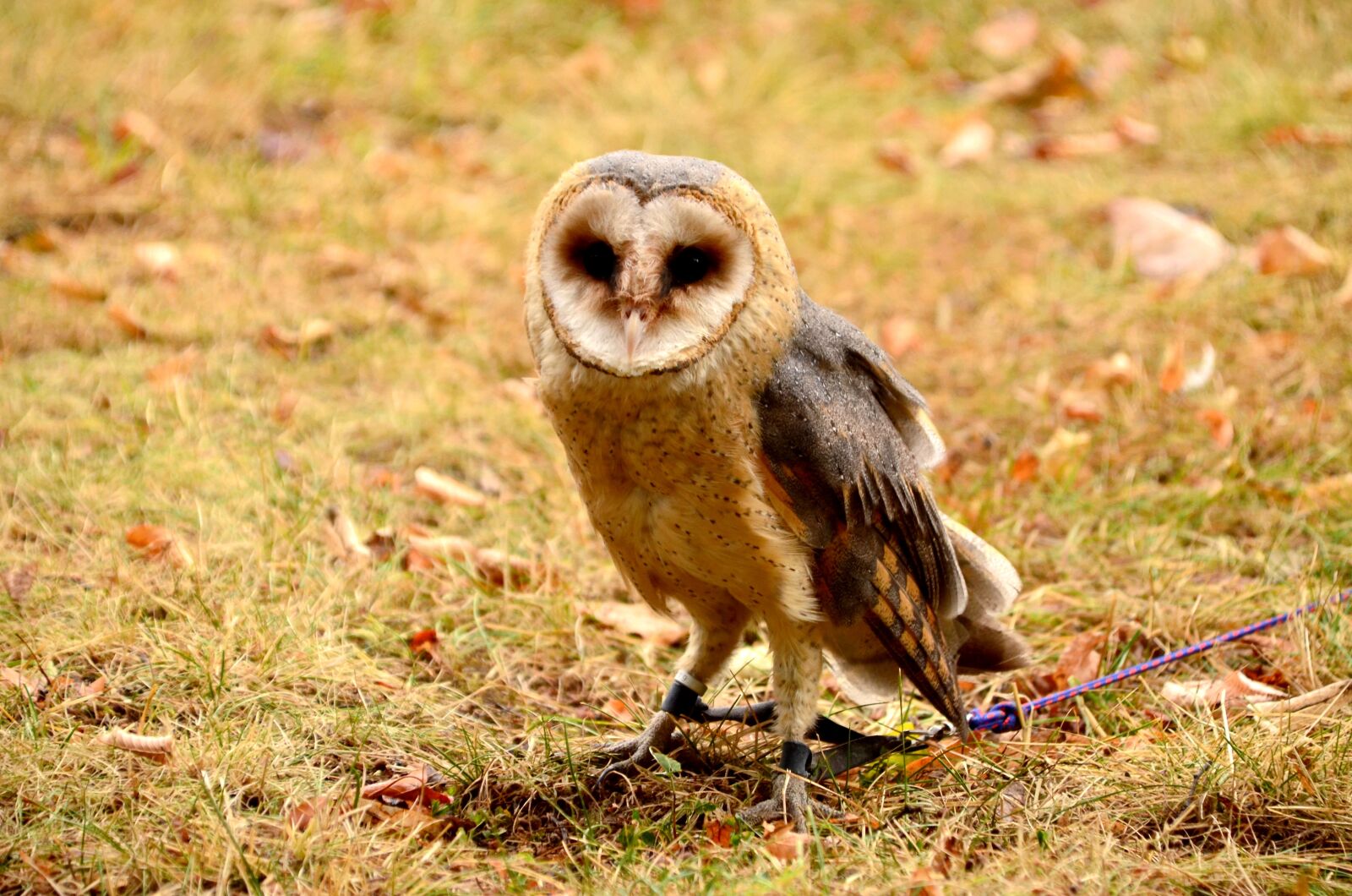 Nikon D5100 sample photo. Animal, beak, beautiful photography