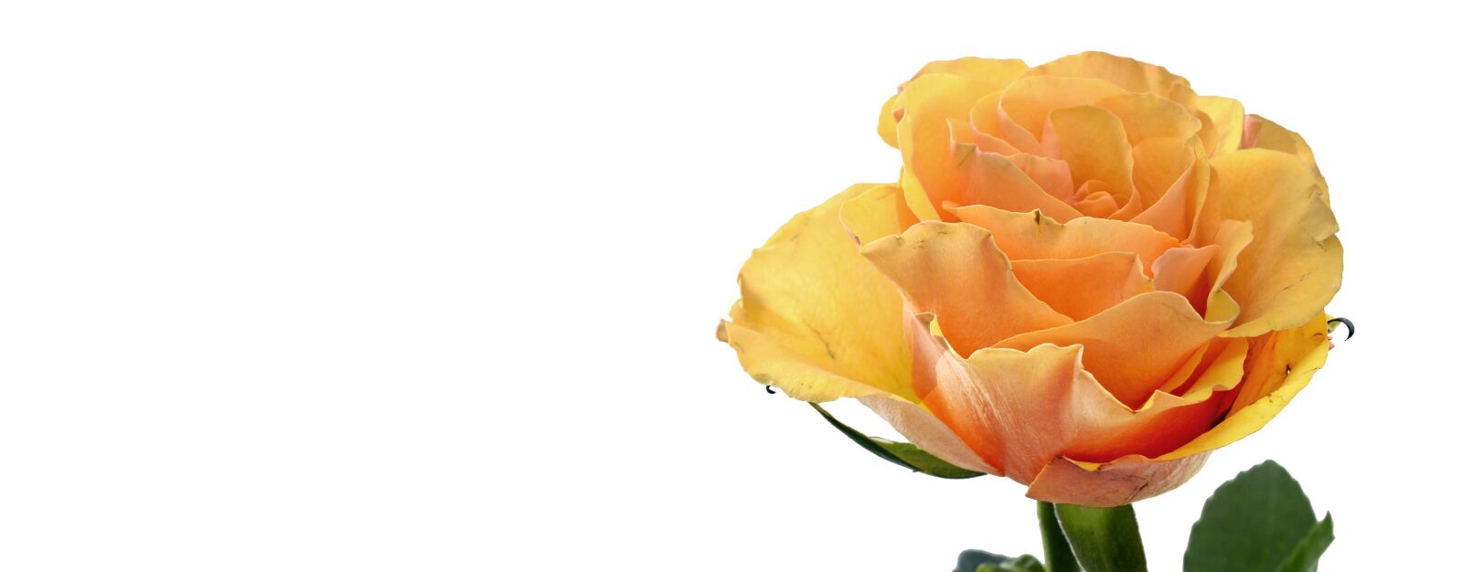 Nikon D7100 sample photo. Rose, flower, blossom photography