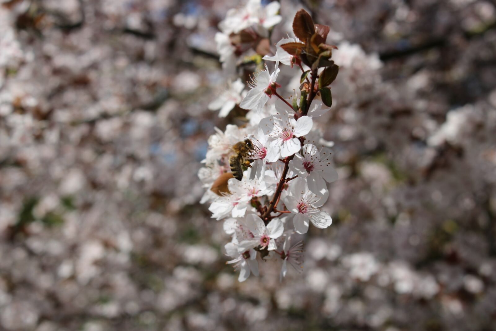 Canon EOS 100D (EOS Rebel SL1 / EOS Kiss X7) sample photo. Flora, tree, season photography