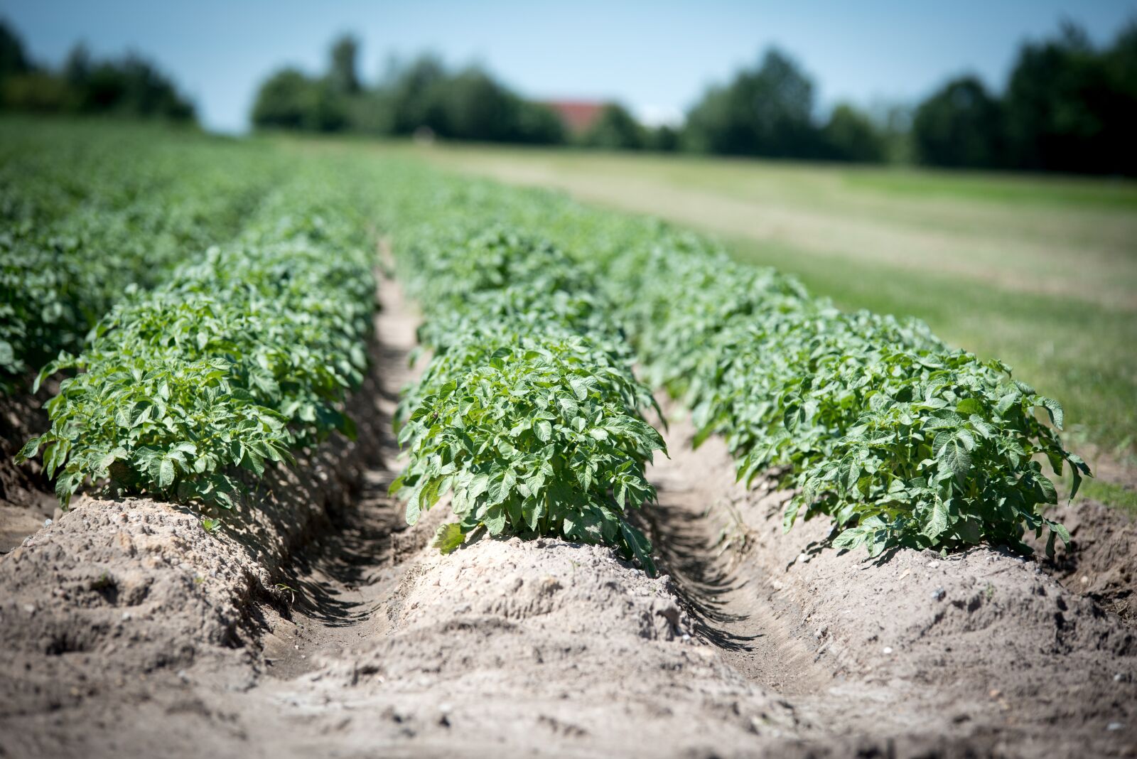 Nikon D750 sample photo. Agriculture, potato, crop photography