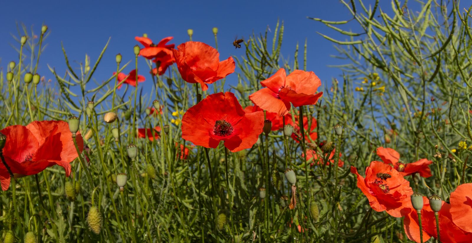 Canon EOS 7D Mark II + Canon EF-S 10-18mm F4.5–5.6 IS STM sample photo. Flanders poppy, red, blossom photography