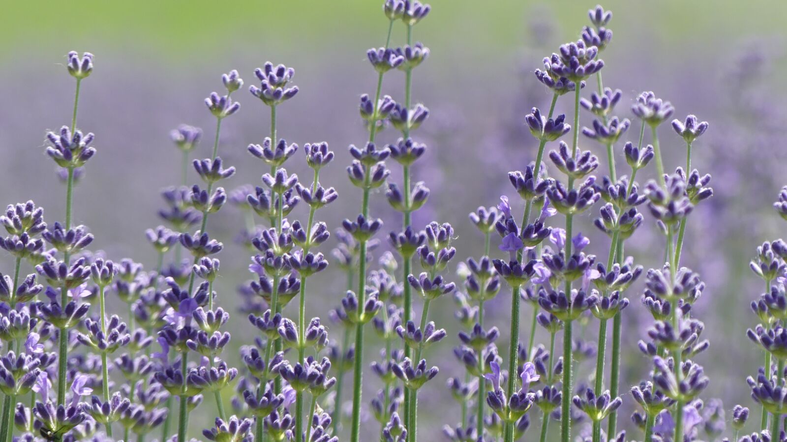 Panasonic Lumix DMC-FZ300 sample photo. Lavender, plant, flora photography