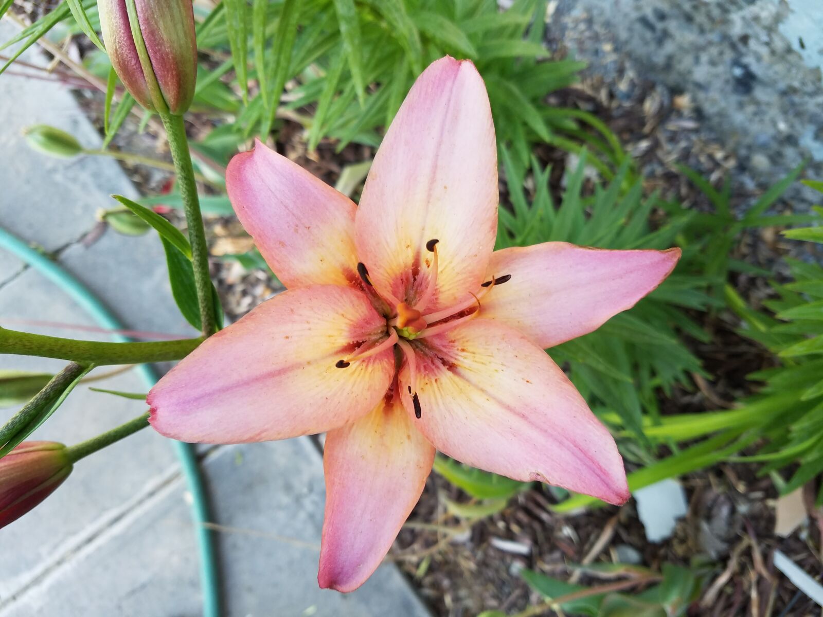 Samsung Galaxy S7 sample photo. Flower, lily, blossom photography