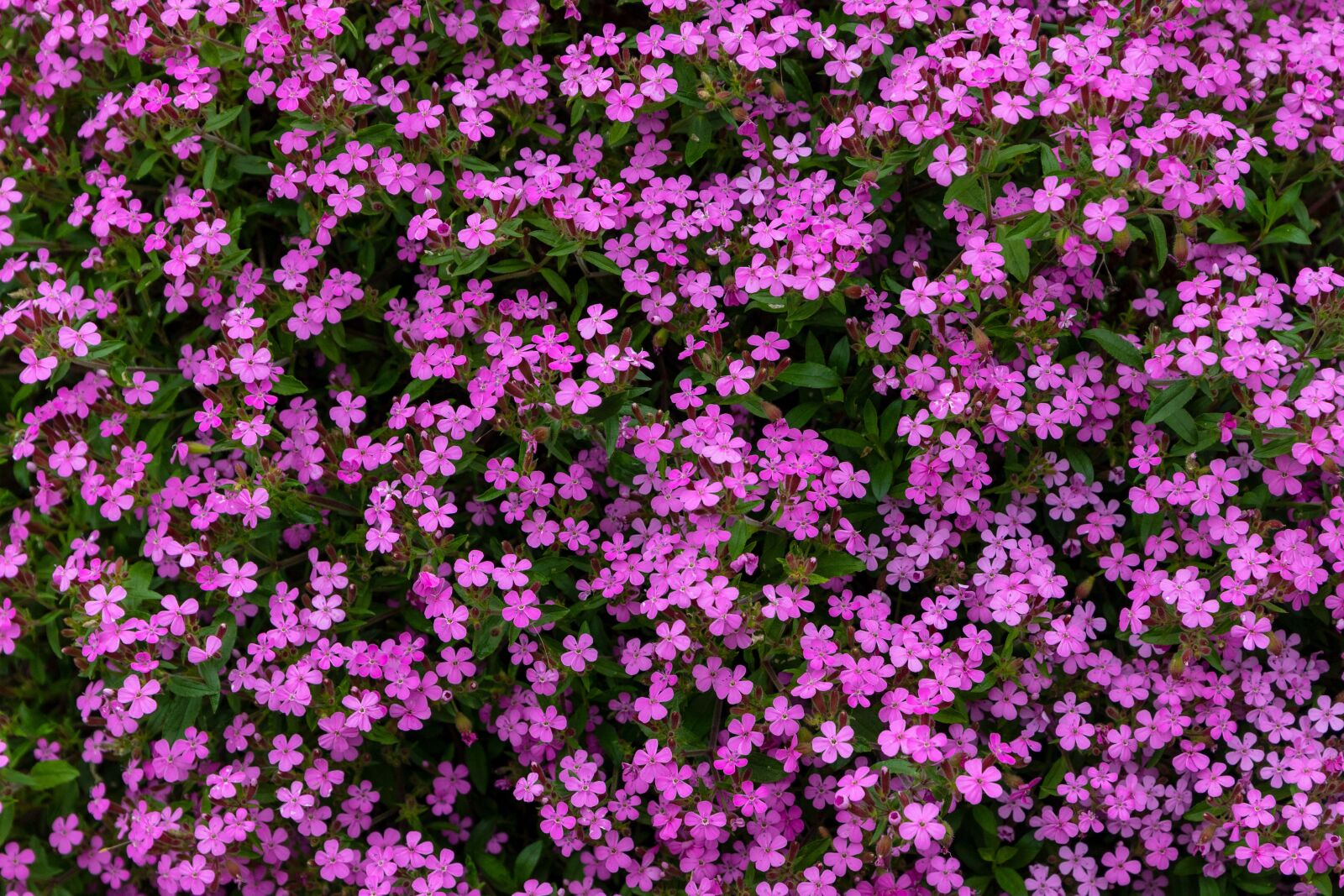 Canon EOS 6D Mark II sample photo. Flowers, ground cover, spring photography