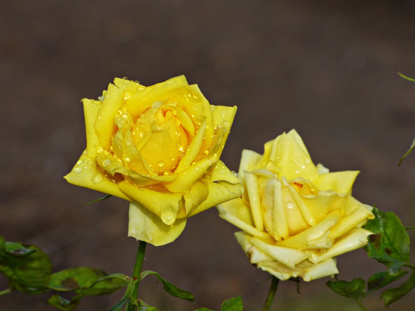 Panasonic DMC-FZ72 sample photo. Roses, yellow, flowers photography
