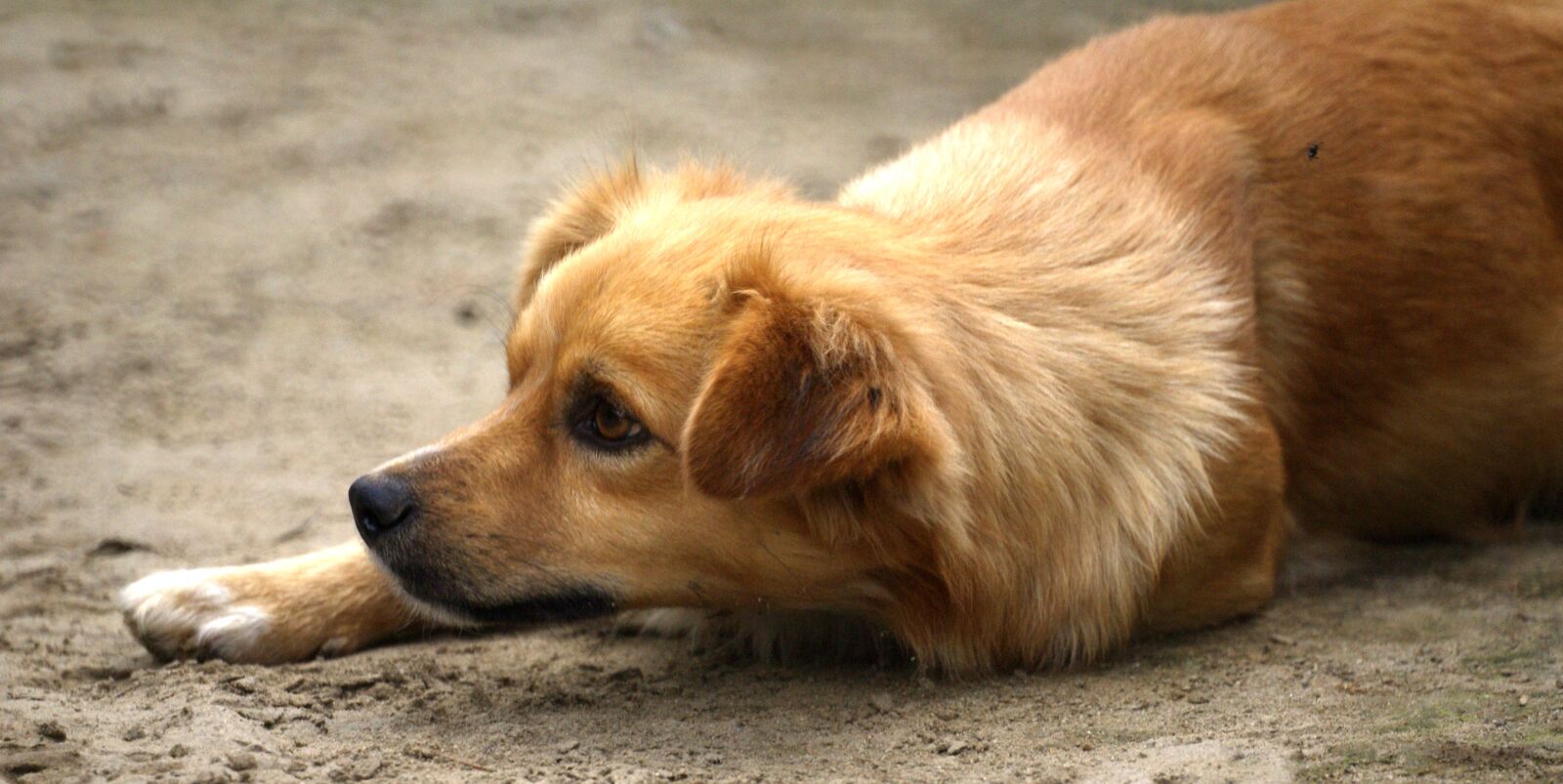 Sony Alpha DSLR-A100 sample photo. Image, dog, the field photography