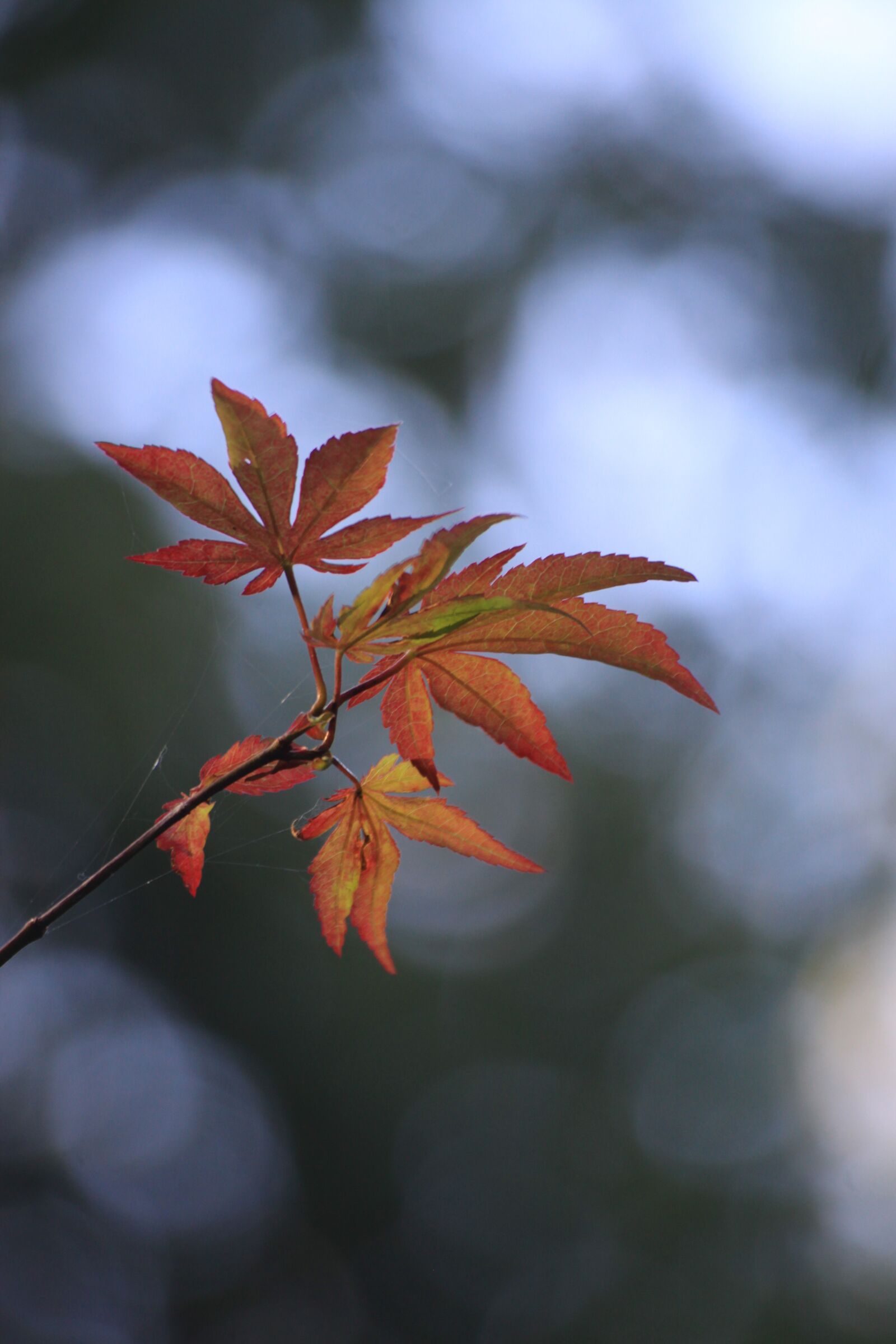 Canon EOS 50D sample photo. Maple leaf, autumn leaves photography