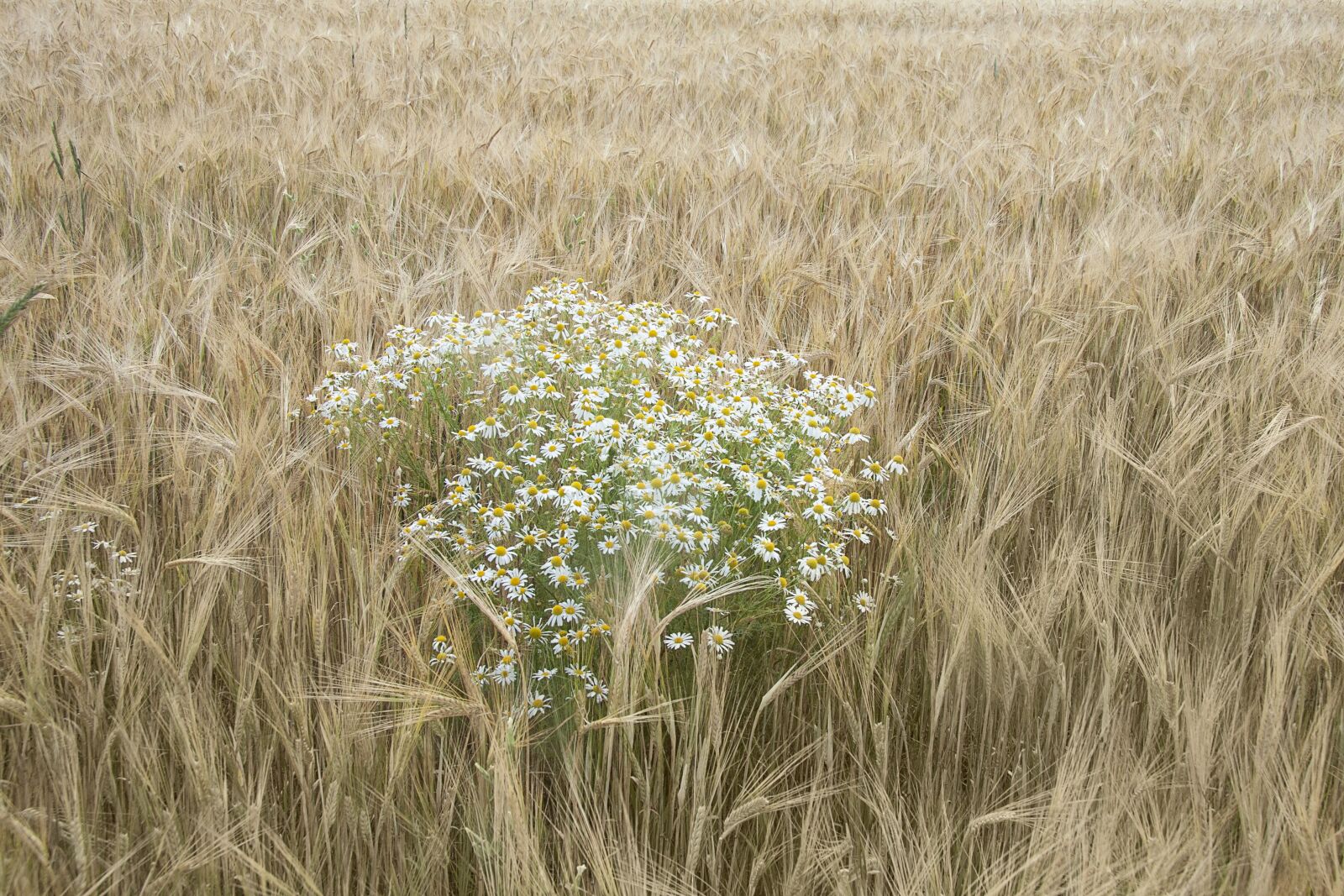 Canon EF-S 17-85mm F4-5.6 IS USM sample photo. Chamomile, wheat, field photography