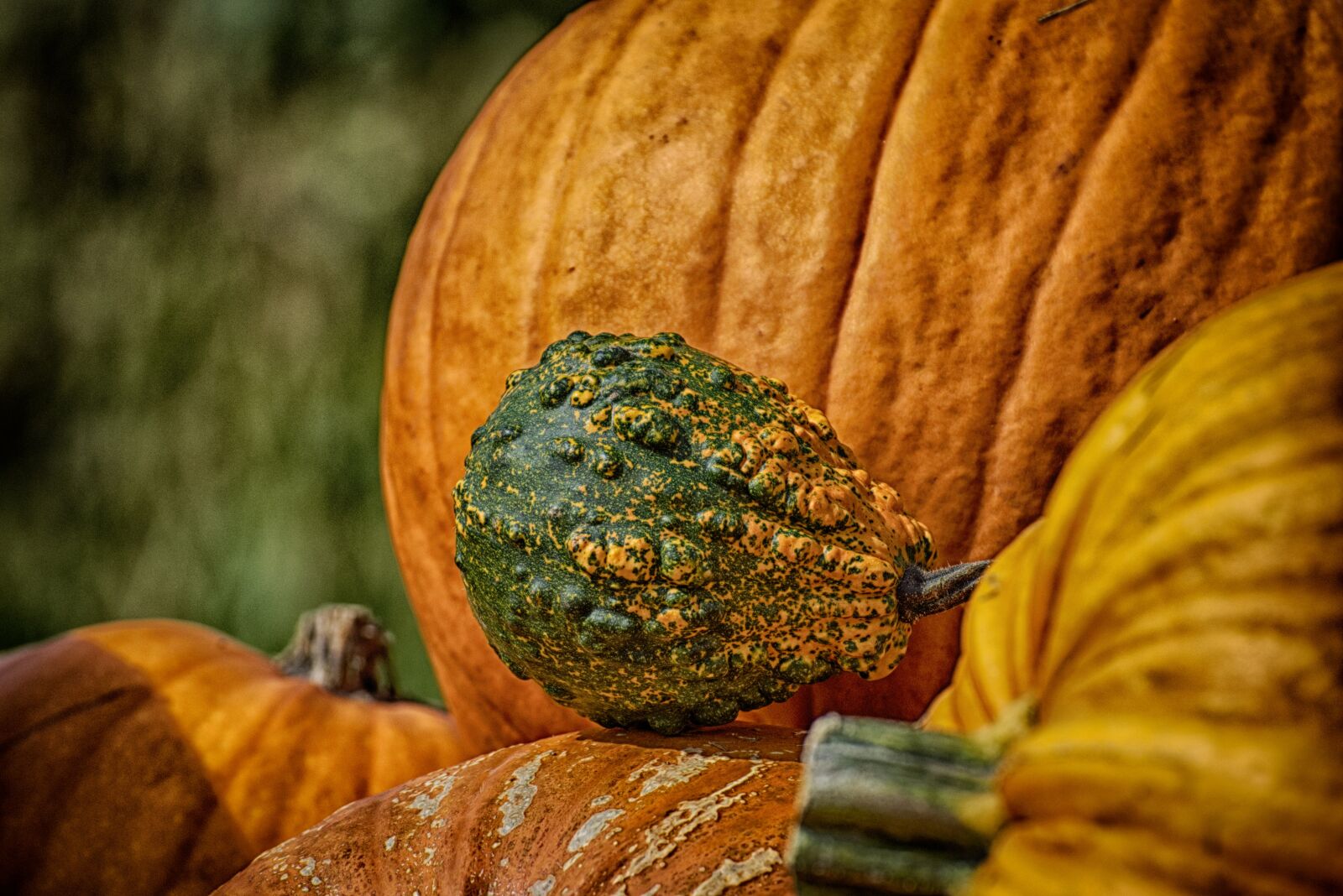 Nikon D7200 sample photo. Pumpkins, colorful, autumn photography