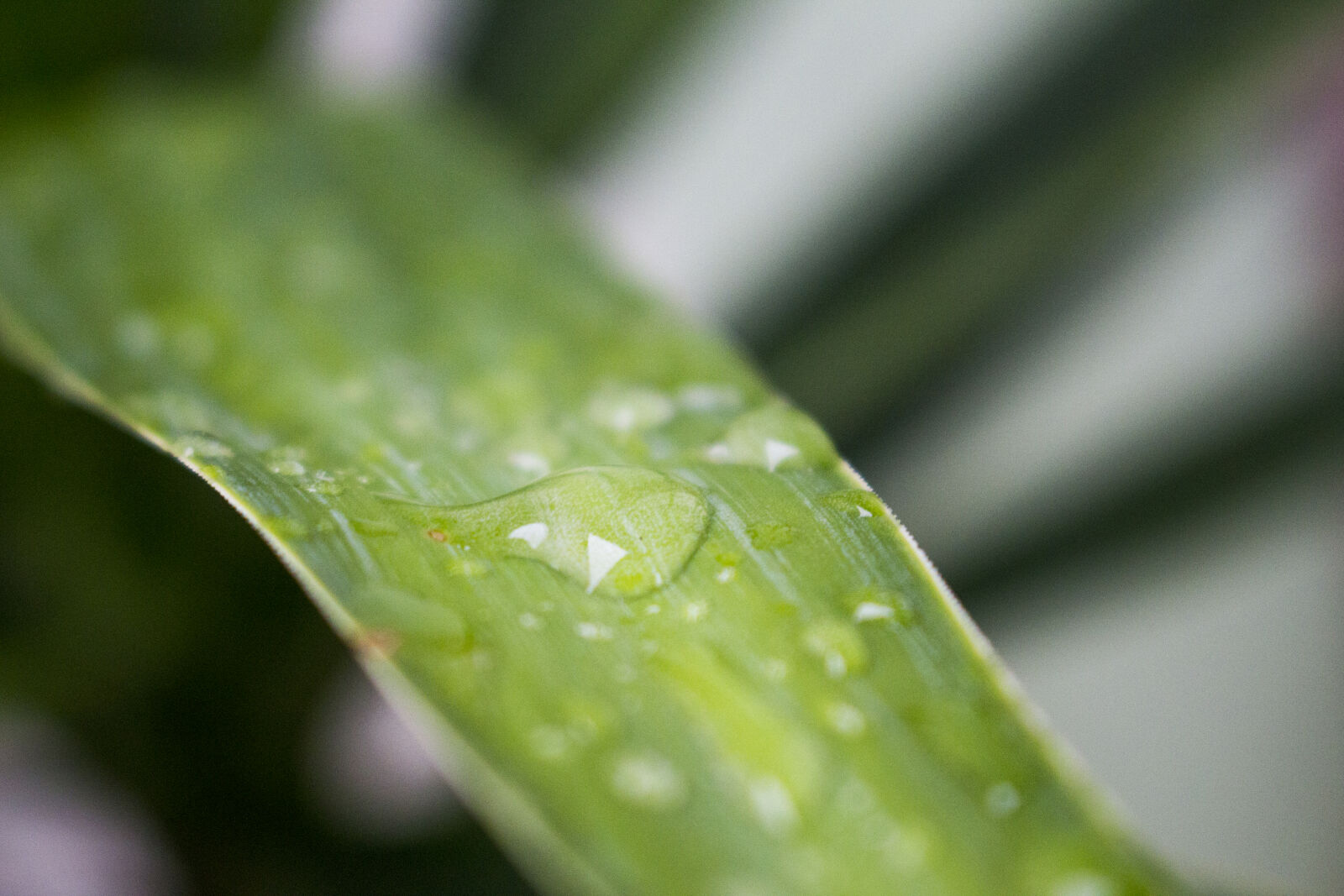 Canon EOS 700D (EOS Rebel T5i / EOS Kiss X7i) sample photo. After, the, rain, decorative photography