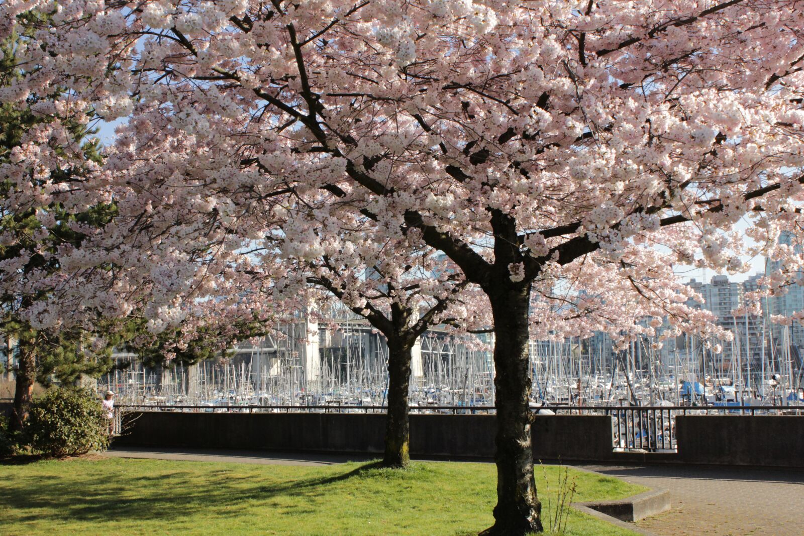 Canon EOS 600D (Rebel EOS T3i / EOS Kiss X5) sample photo. Cherry trees, spring, cherry photography
