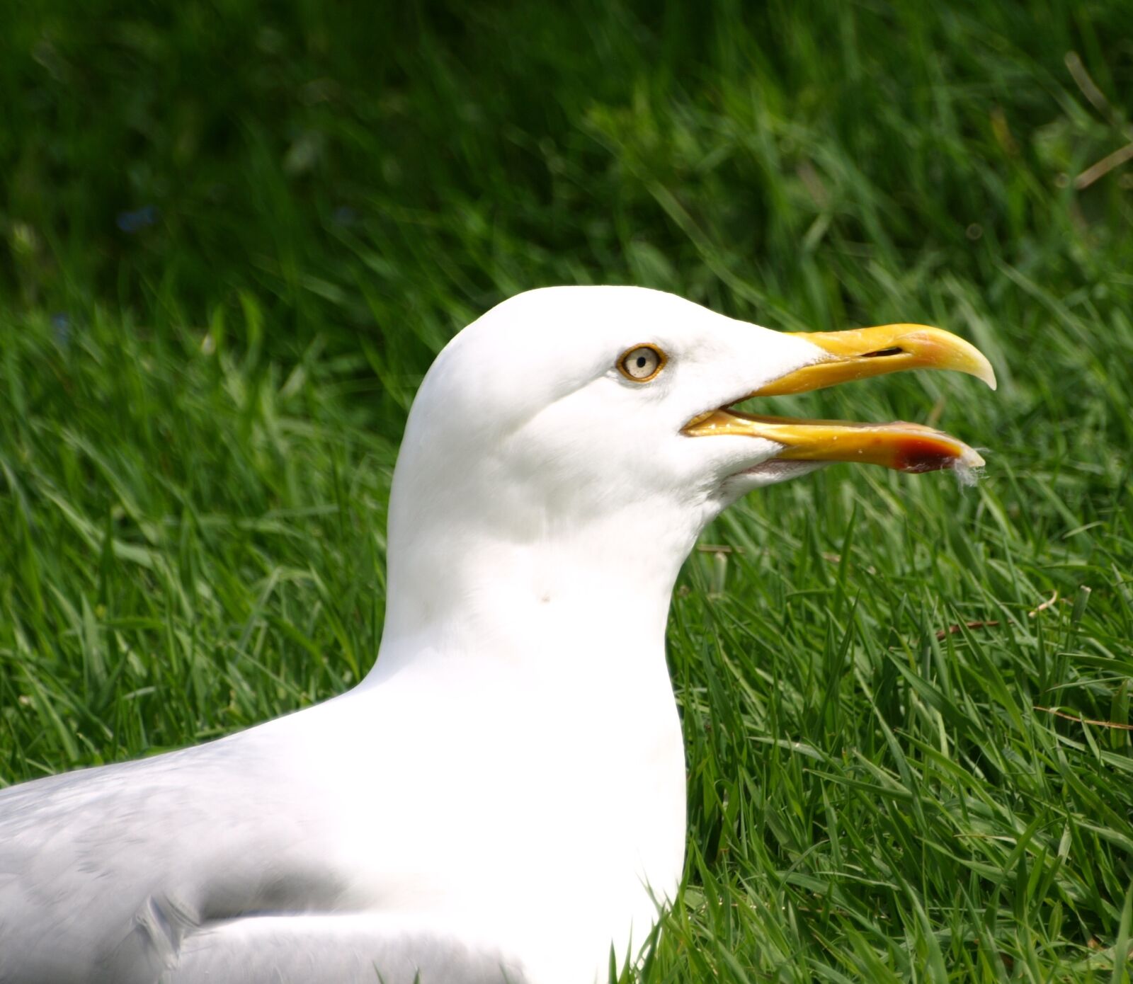 Olympus E-510 (EVOLT E-510) sample photo. Seagull, bird, bill photography