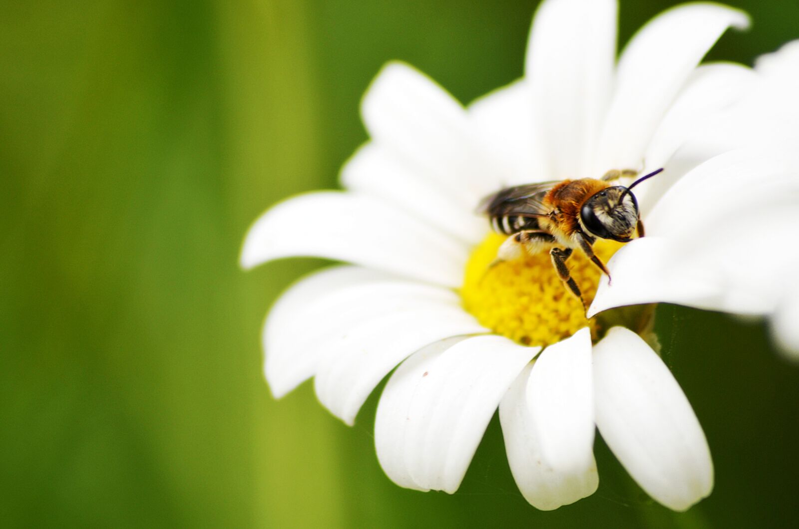 Nikon D5100 sample photo. Bee, flower, insects photography