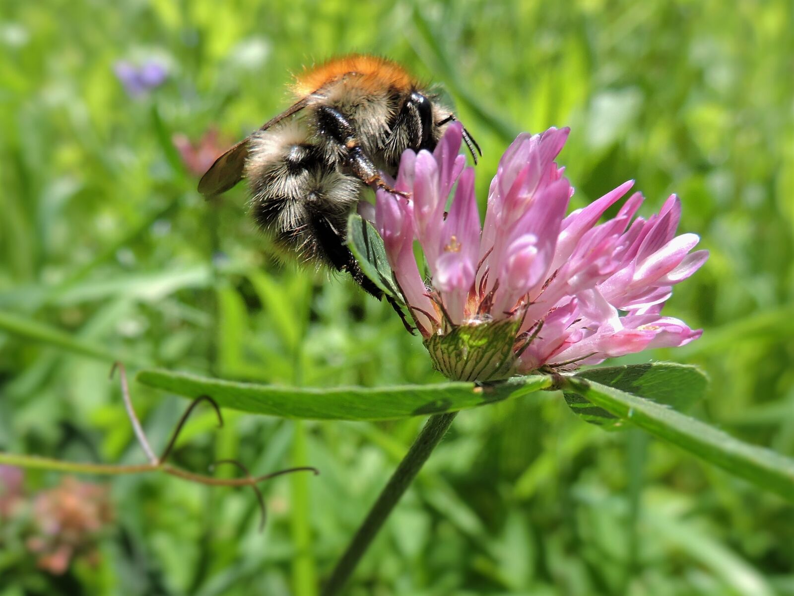 Nikon Coolpix P530 sample photo. Hummel, red clover, meadow photography